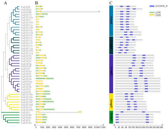 Genome-Wide Identification of Strawberry C2H2-ZFP C1-2i