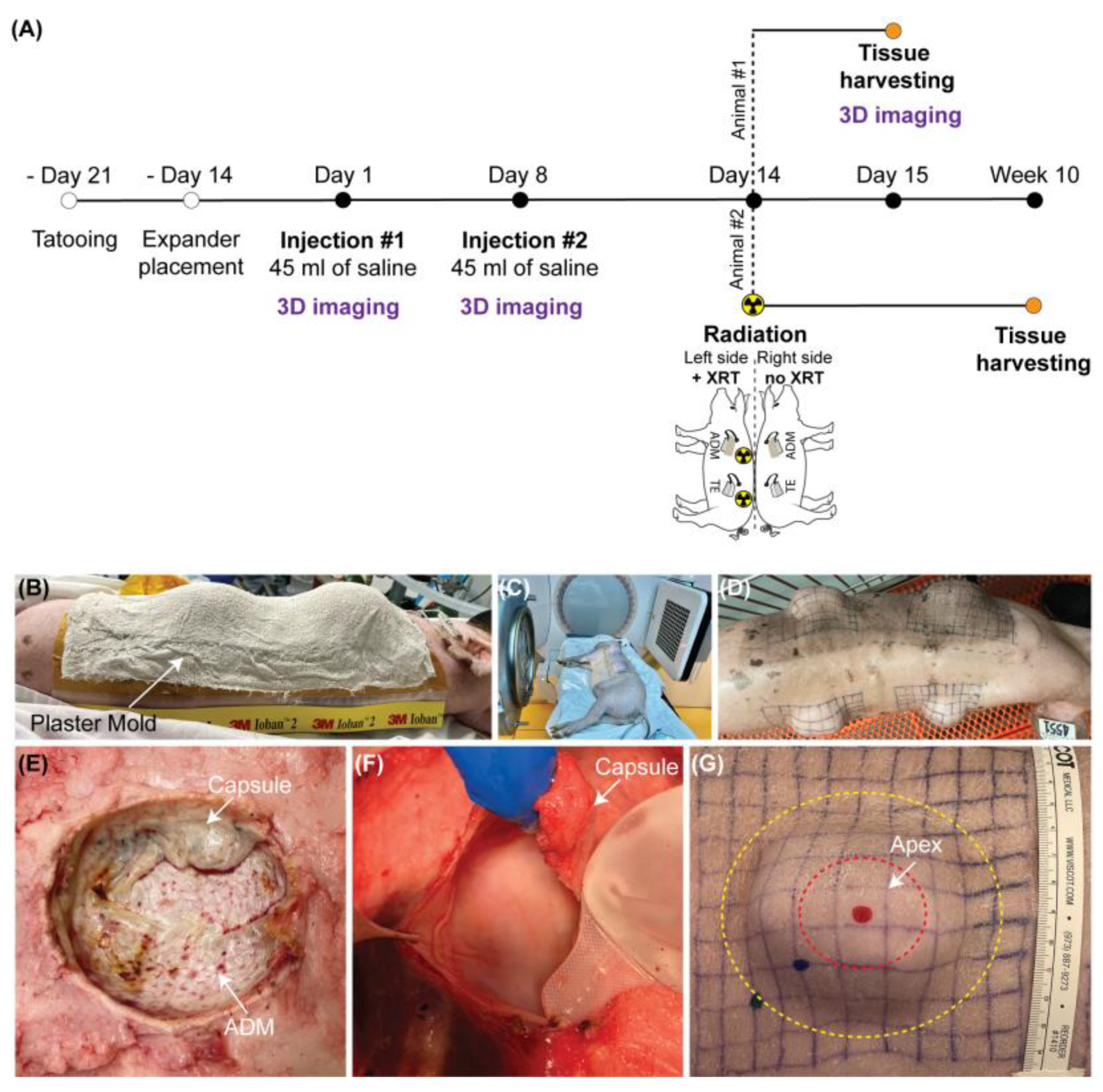 Ijms 23 13091 g004 Ijms 23 13091 g004