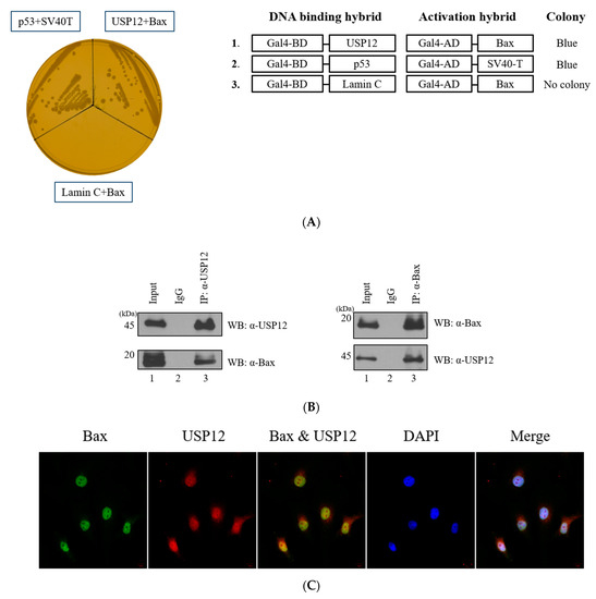 Deubiquitinating Enzyme USP12 Regulates the Pro-Apoptosis Protein Bax
