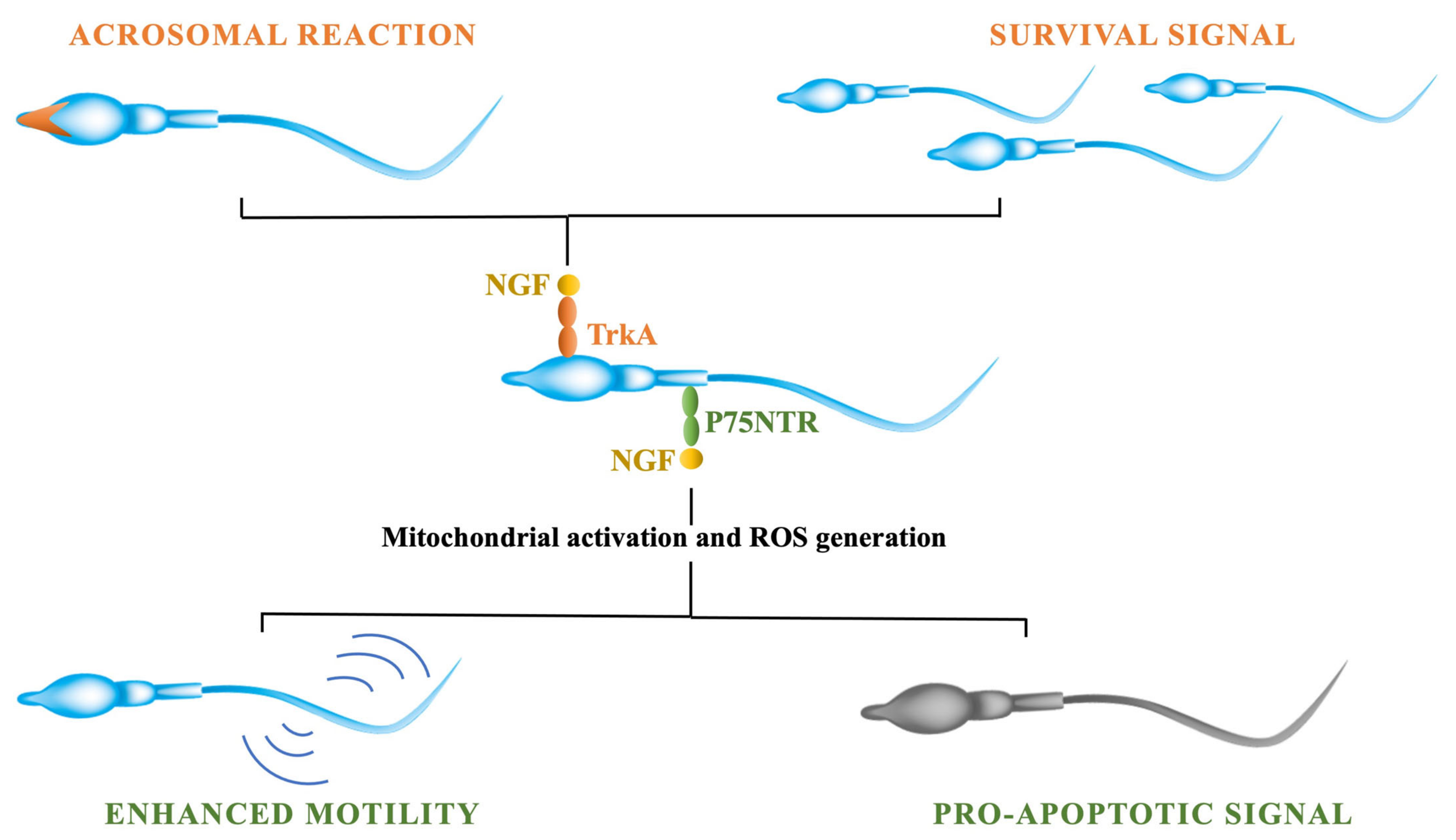 Ijms 23 13127 g002 Ijms 23 13127 g002