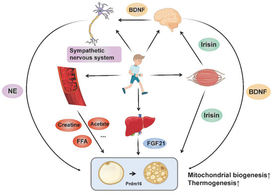 Exercise-Induced Adipose Tissue Thermogenesis and Browning: How to ...