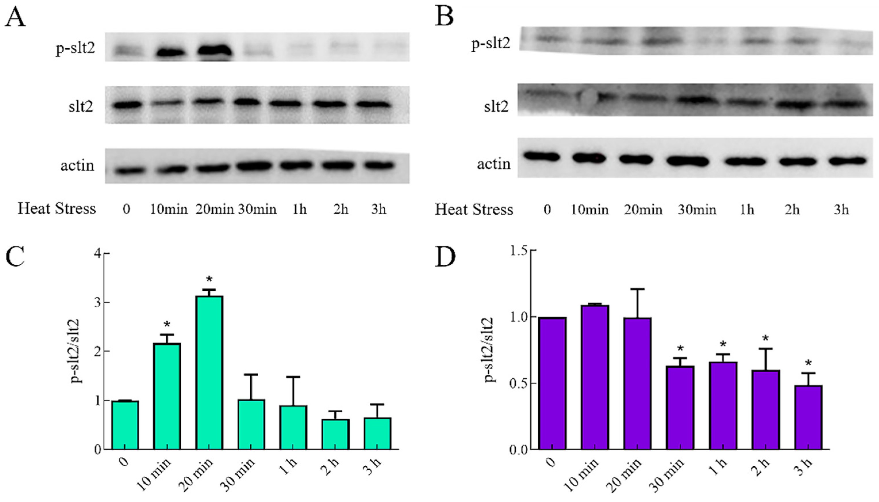 Ijms 23 13147 g005 Ijms 23 13147 g005