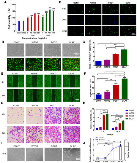 オラフ Beneficial Effects of Oleosomes Fused with Human Fibroblast