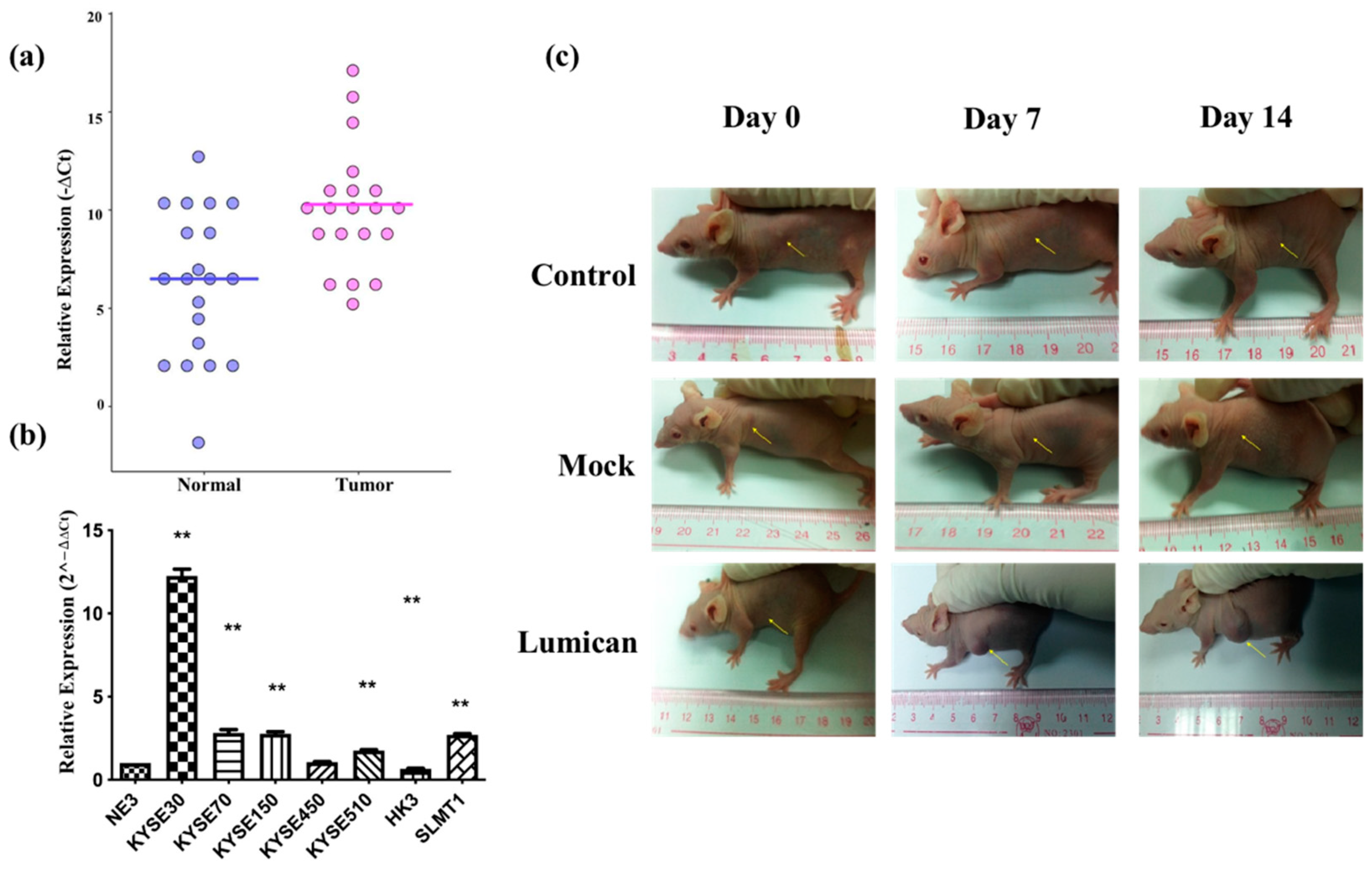 Ijms 23 13181 g004 Ijms 23 13181 g004