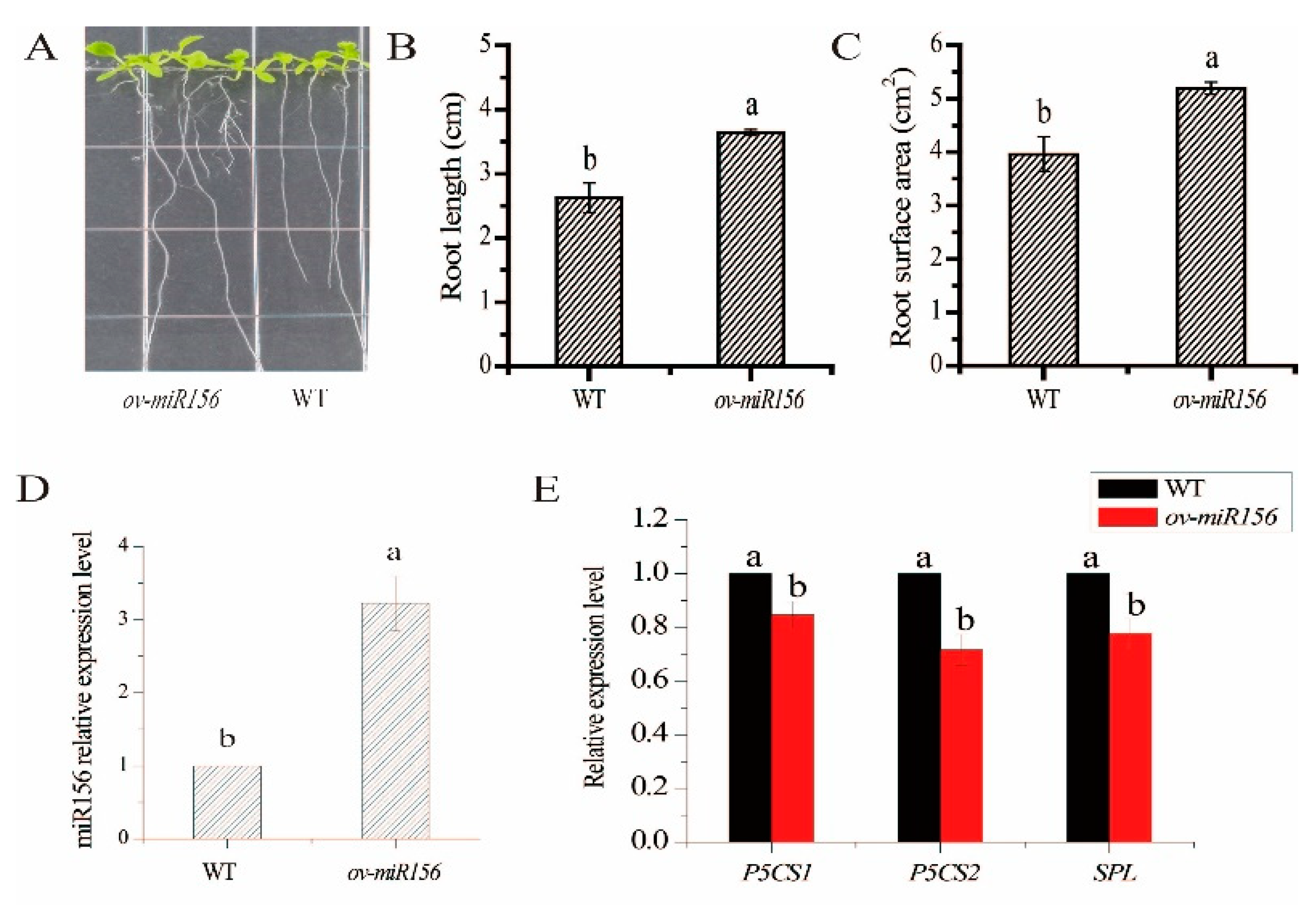 Ijms 23 13187 g007 Ijms 23 13187 g007