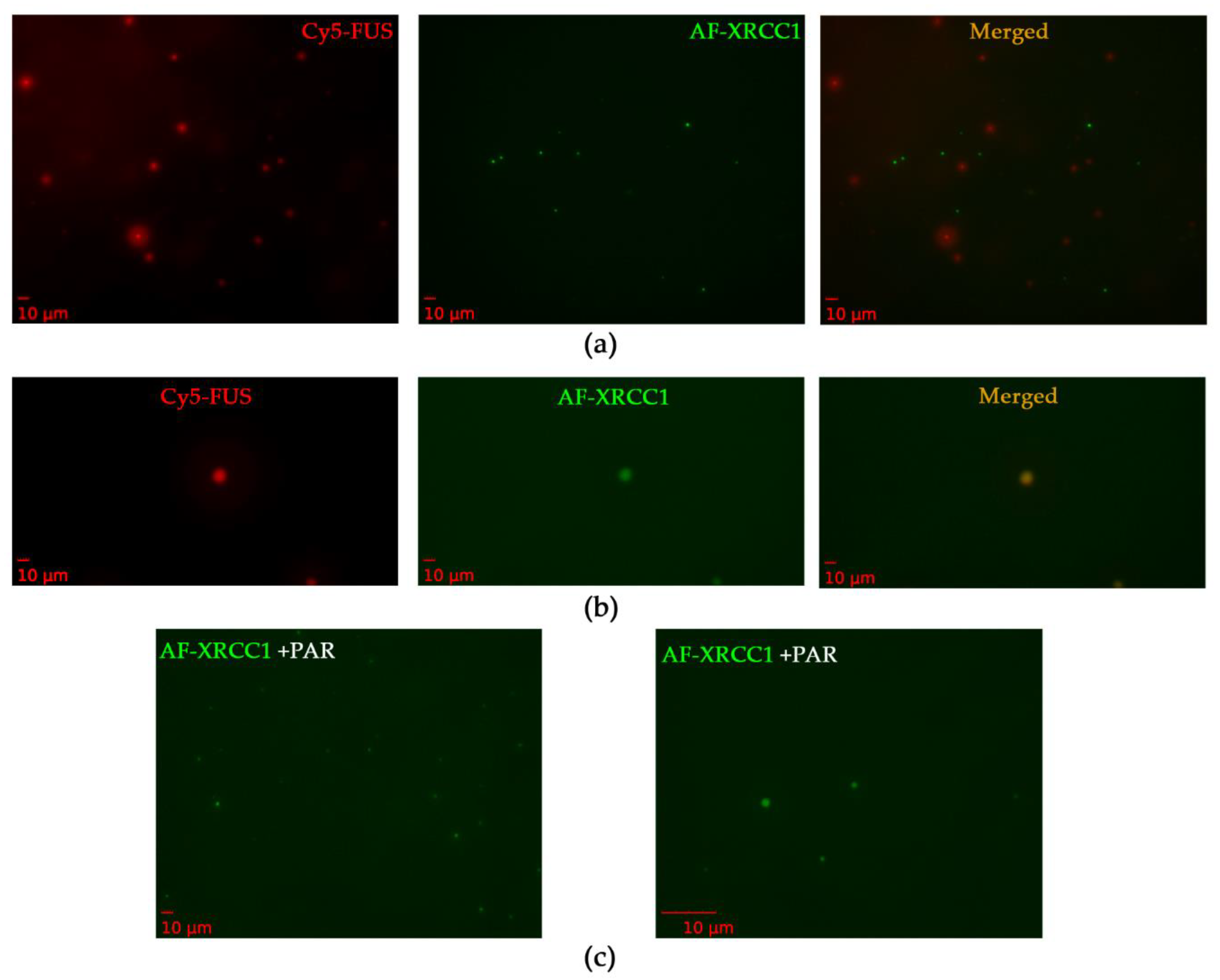 Ijms 23 13200 g008 Ijms 23 13200 g008