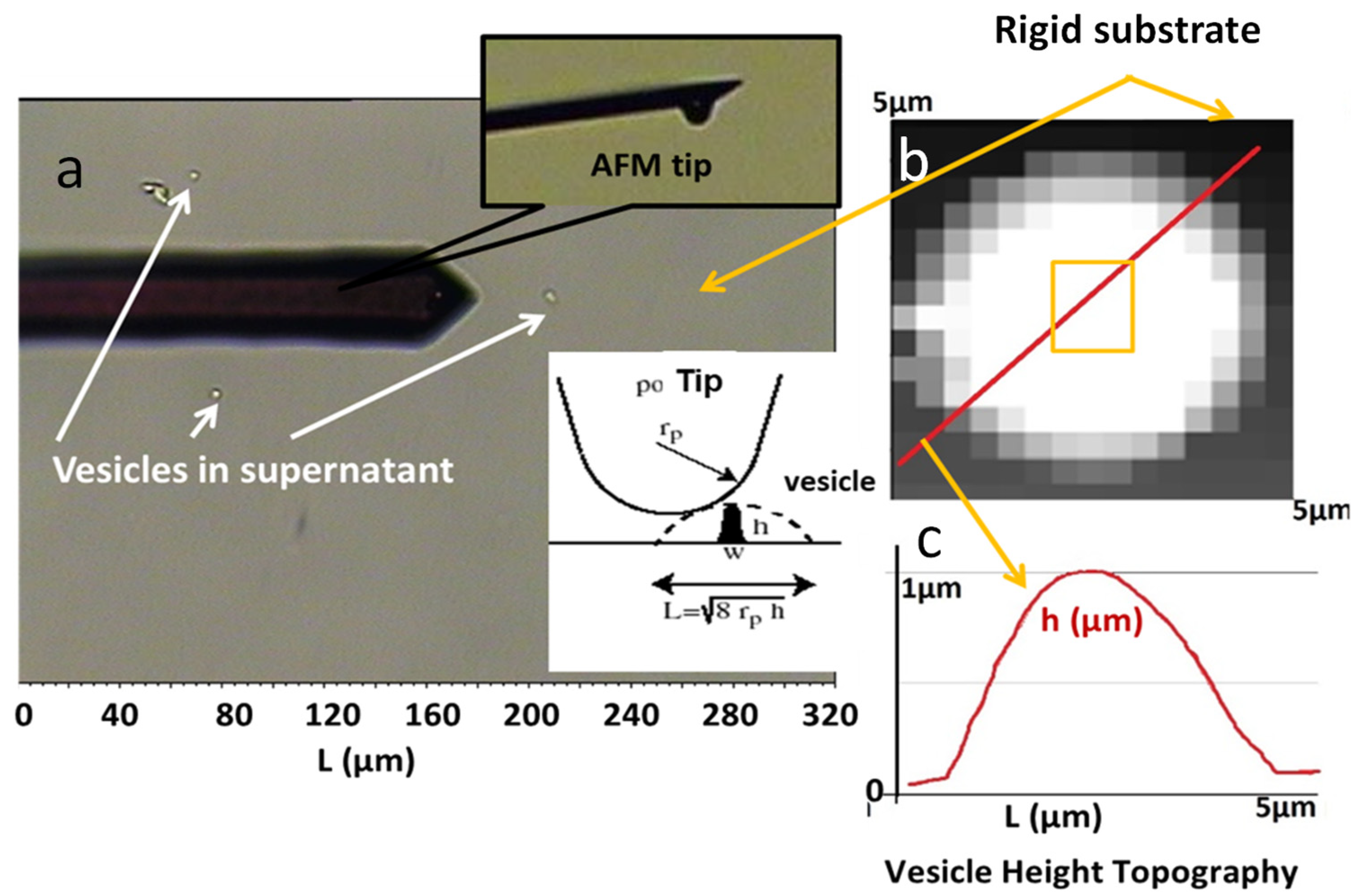Ijms 23 13201 g007 Ijms 23 13201 g007