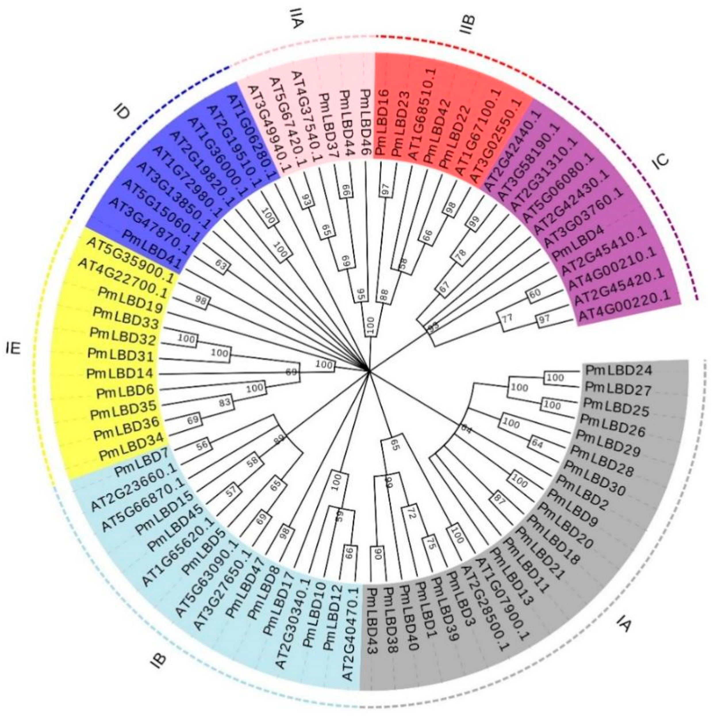フィギュア Identification, Classification and Characterization of LBD