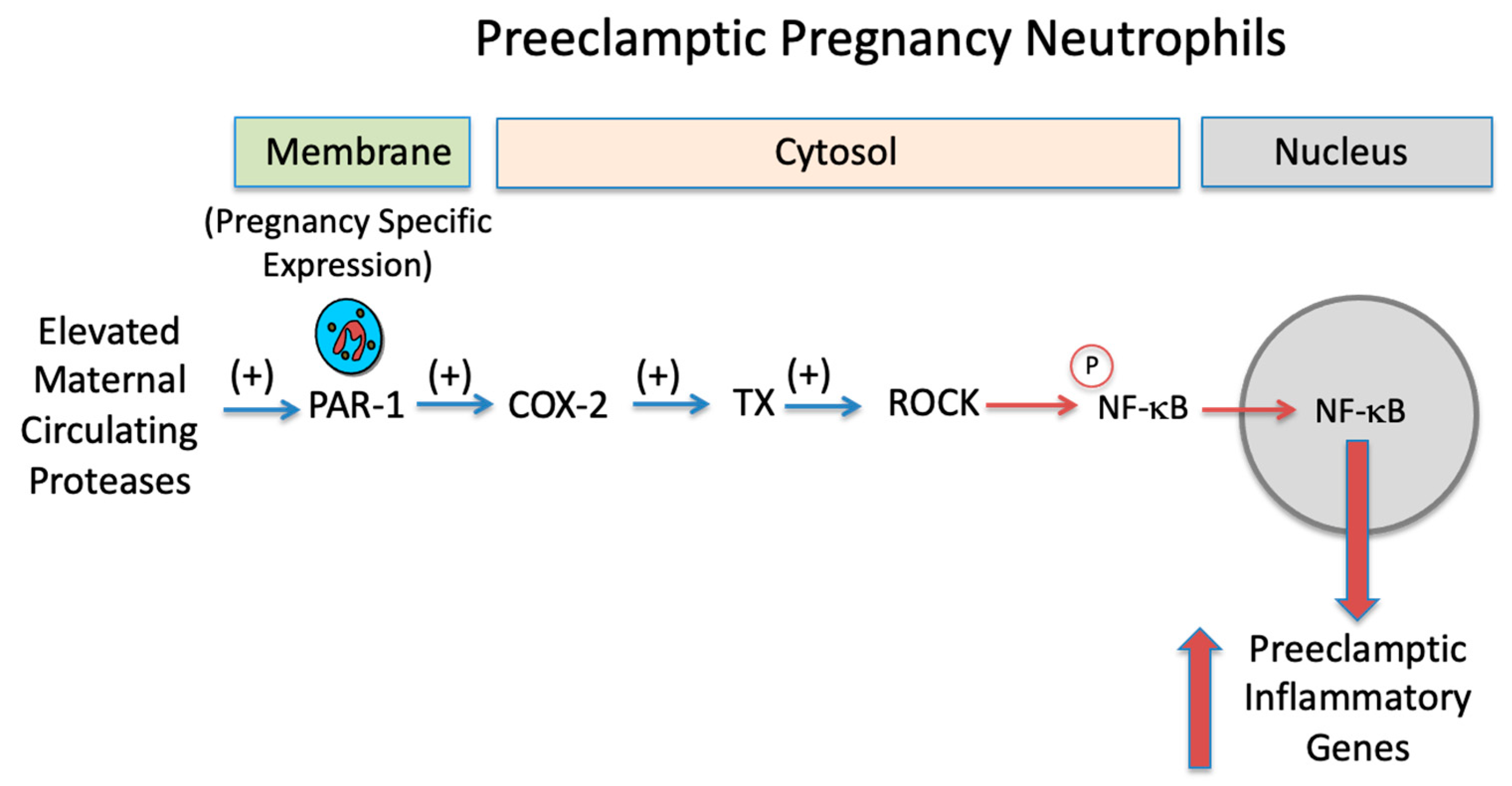 Ijms 23 13218 g008a Ijms 23 13218 g008a