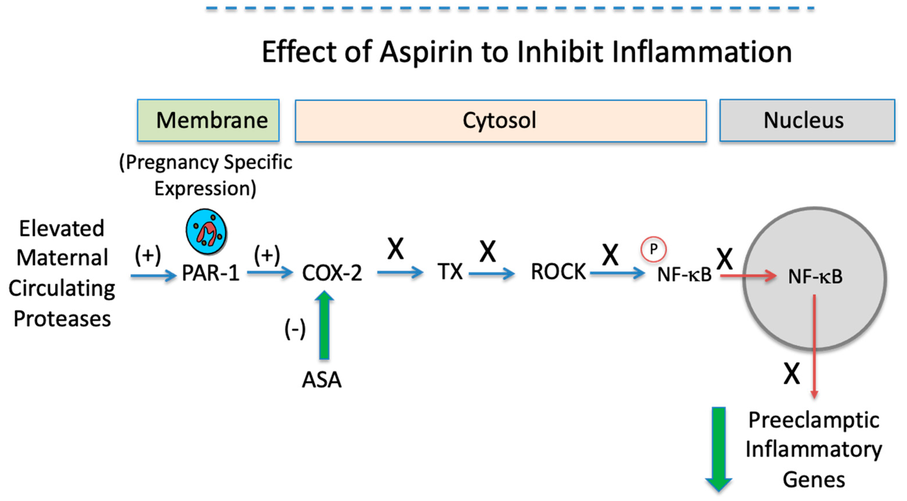 Ijms 23 13218 g008b Ijms 23 13218 g008b