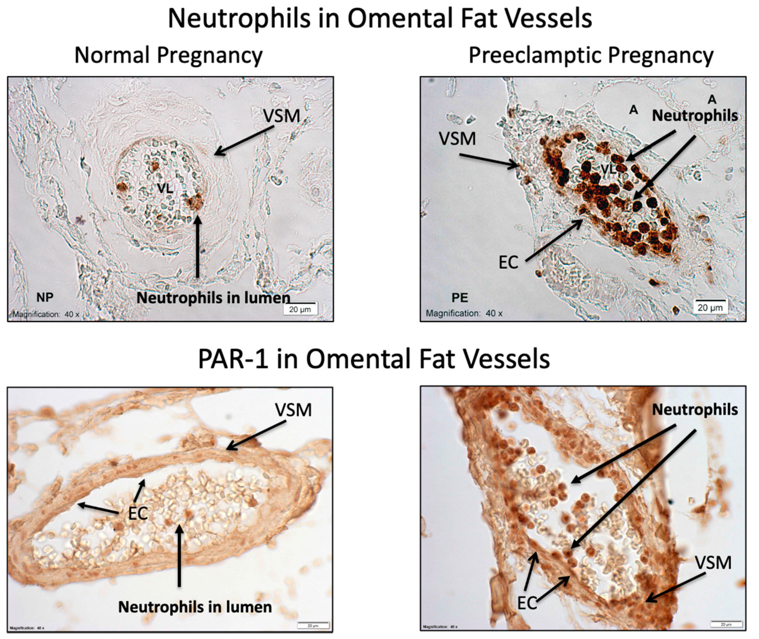Ijms 23 13218 g0a1 Ijms 23 13218 g0a1