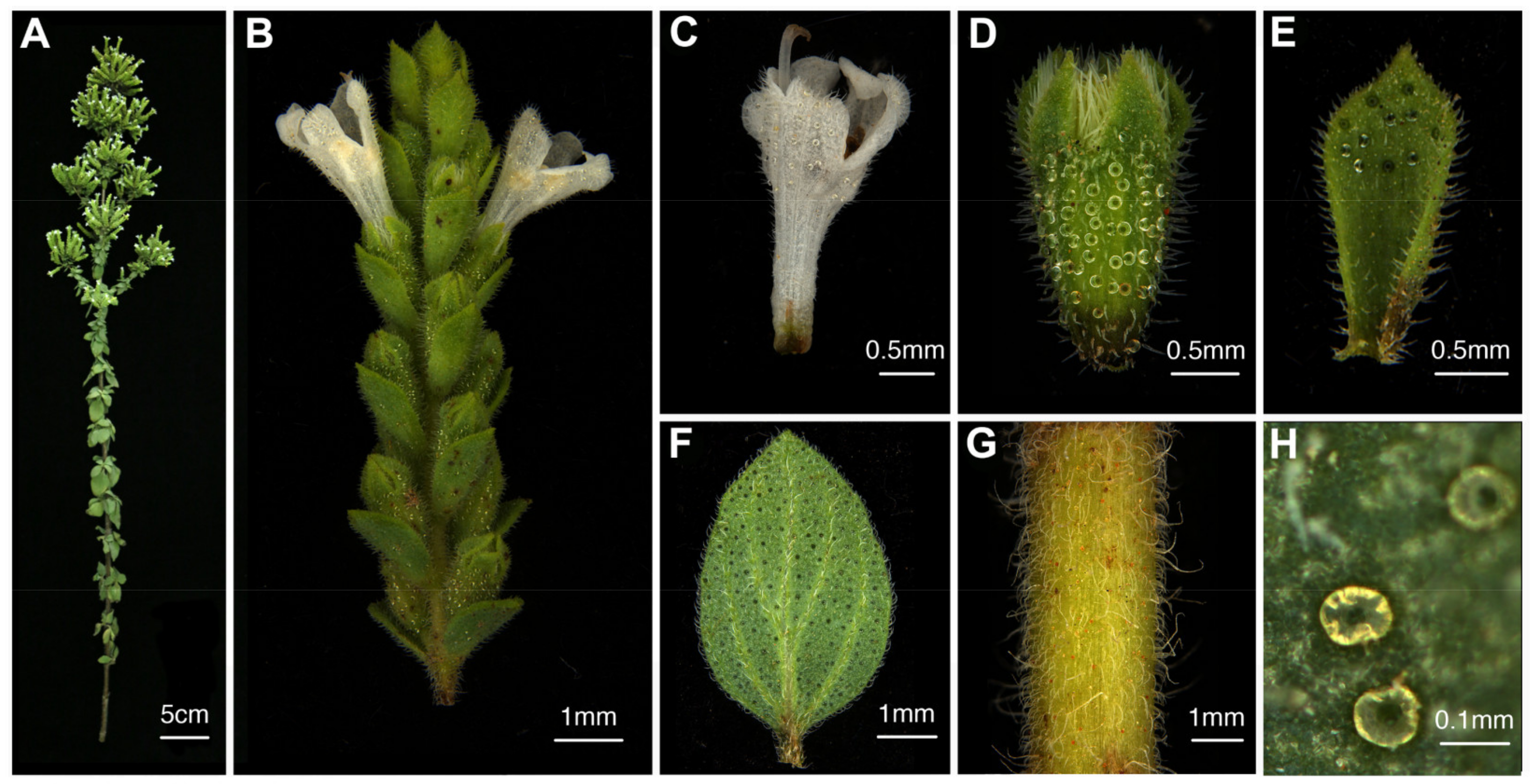 Ijms Free Full Text Unraveling The Biosynthesis Of Carvacrol In Different Tissues Of Origanum Vulgare Ijms Free Full Text Unraveling The Biosynthesis Of Carvacrol In Different Tissues Of Origanum Vulgare