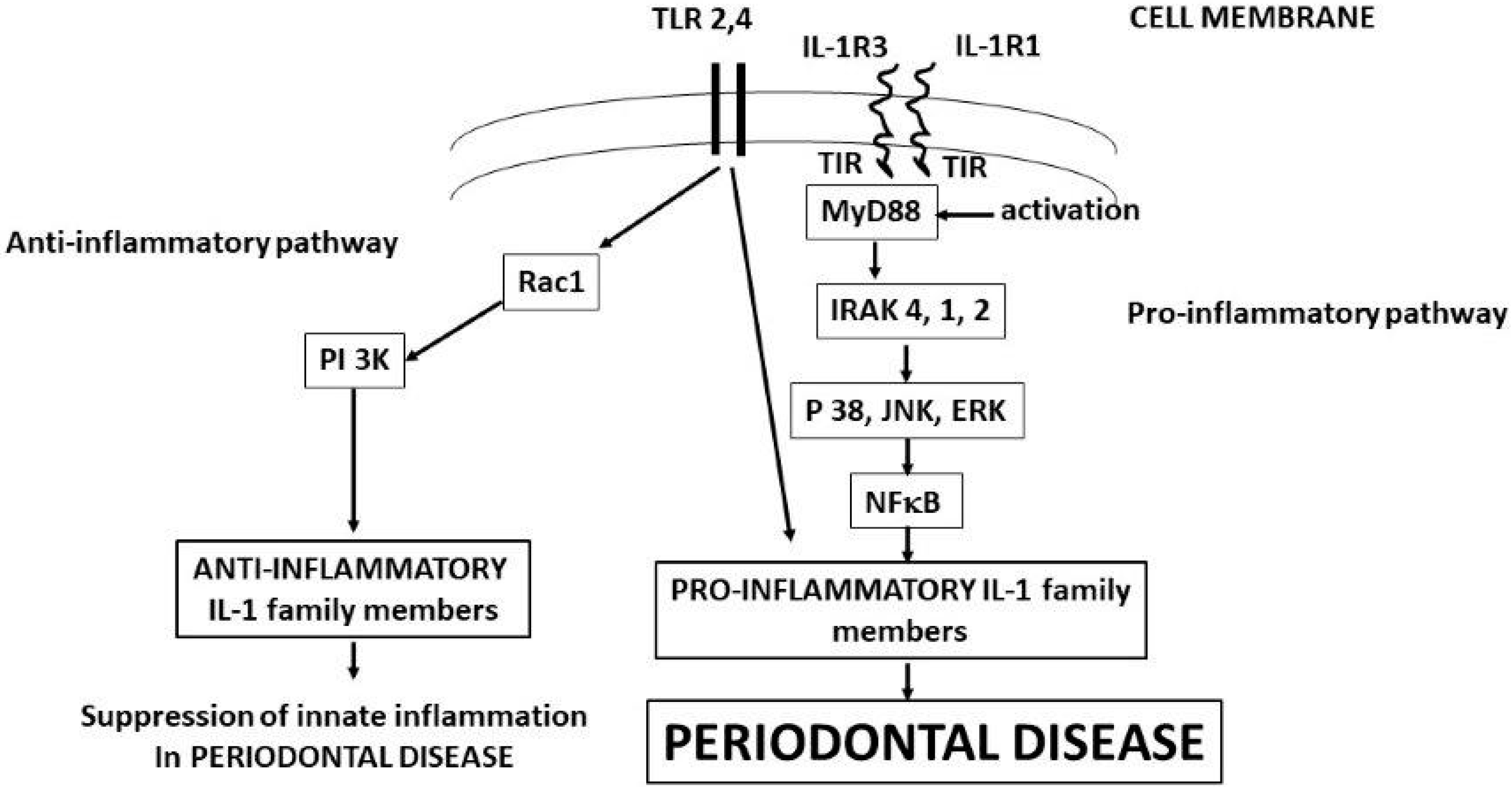 Ijms 23 13242 g001 Ijms 23 13242 g001