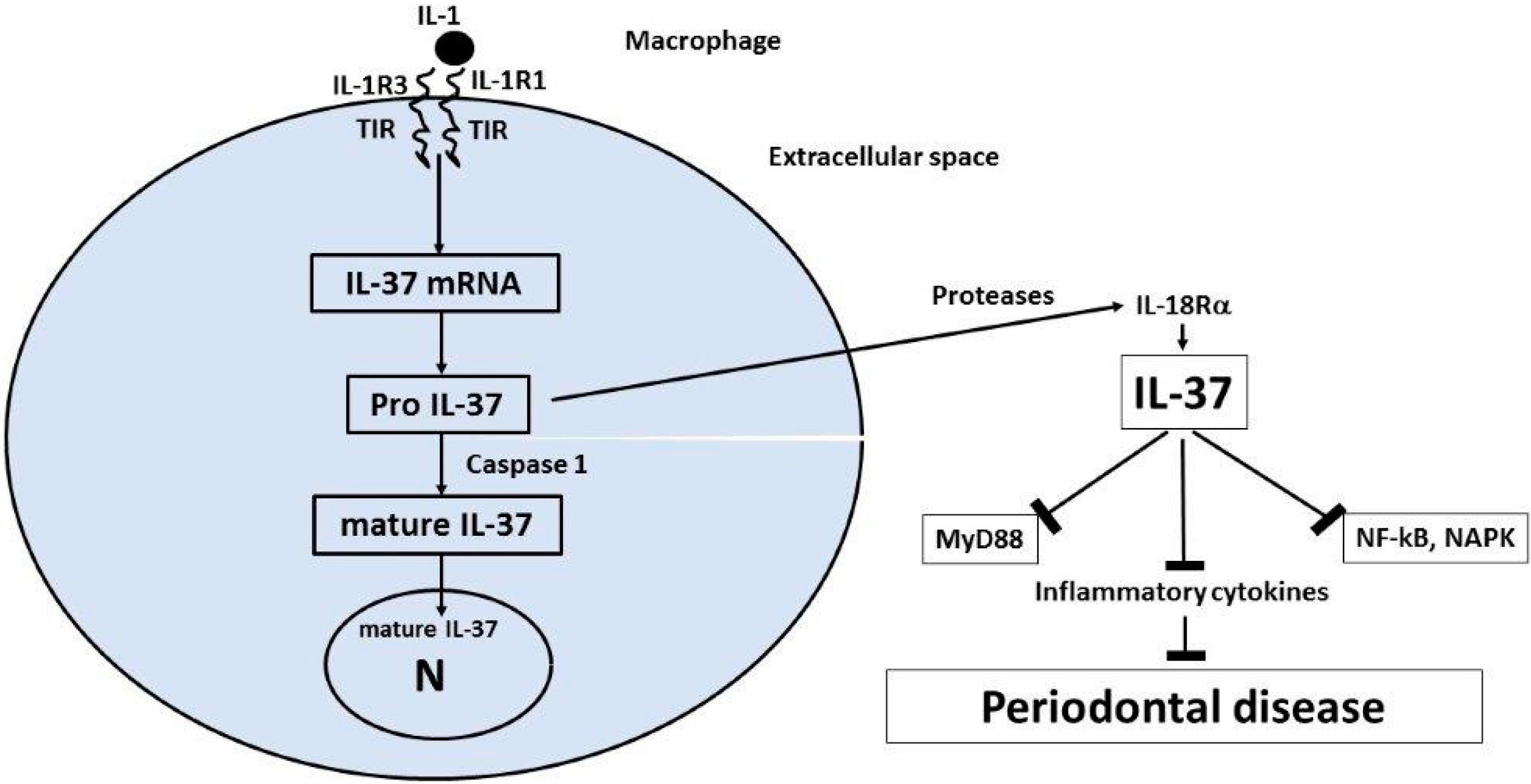 Ijms 23 13242 g002 Ijms 23 13242 g002