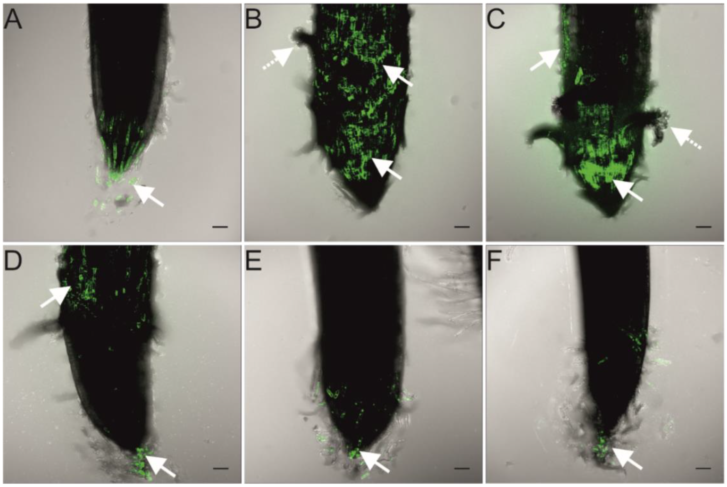 Ijms 23 13255 g003 Ijms 23 13255 g003