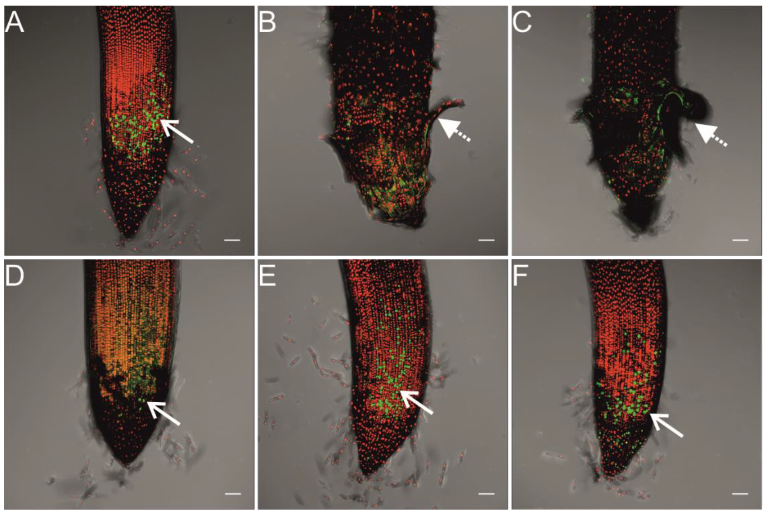 Ijms 23 13255 g004 Ijms 23 13255 g004