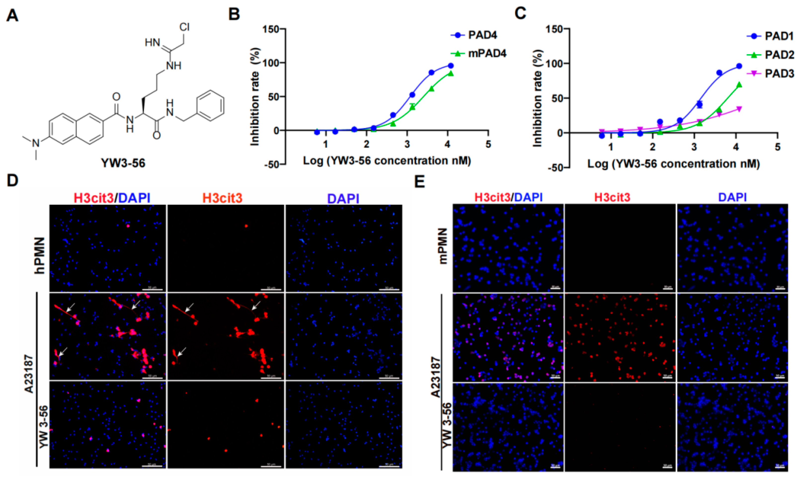 IJMS Free FullText Inhibition of Netosis with PAD Inhibitor