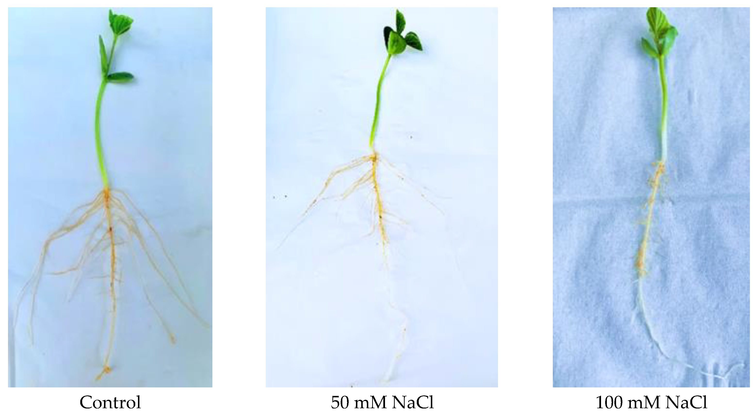 Ijms 23 13270 g001 Ijms 23 13270 g001