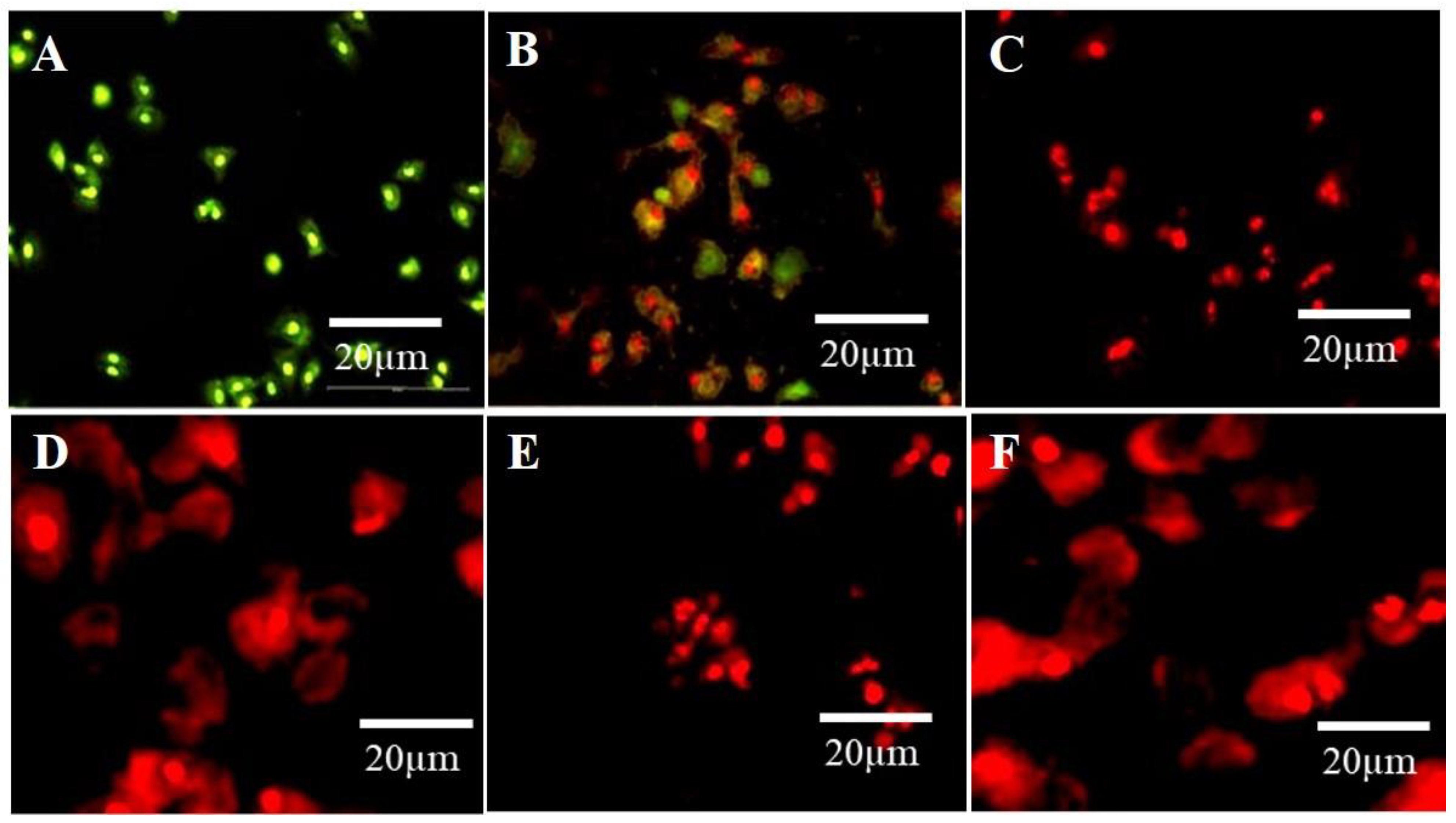 Ijms 23 13283 g014 Ijms 23 13283 g014