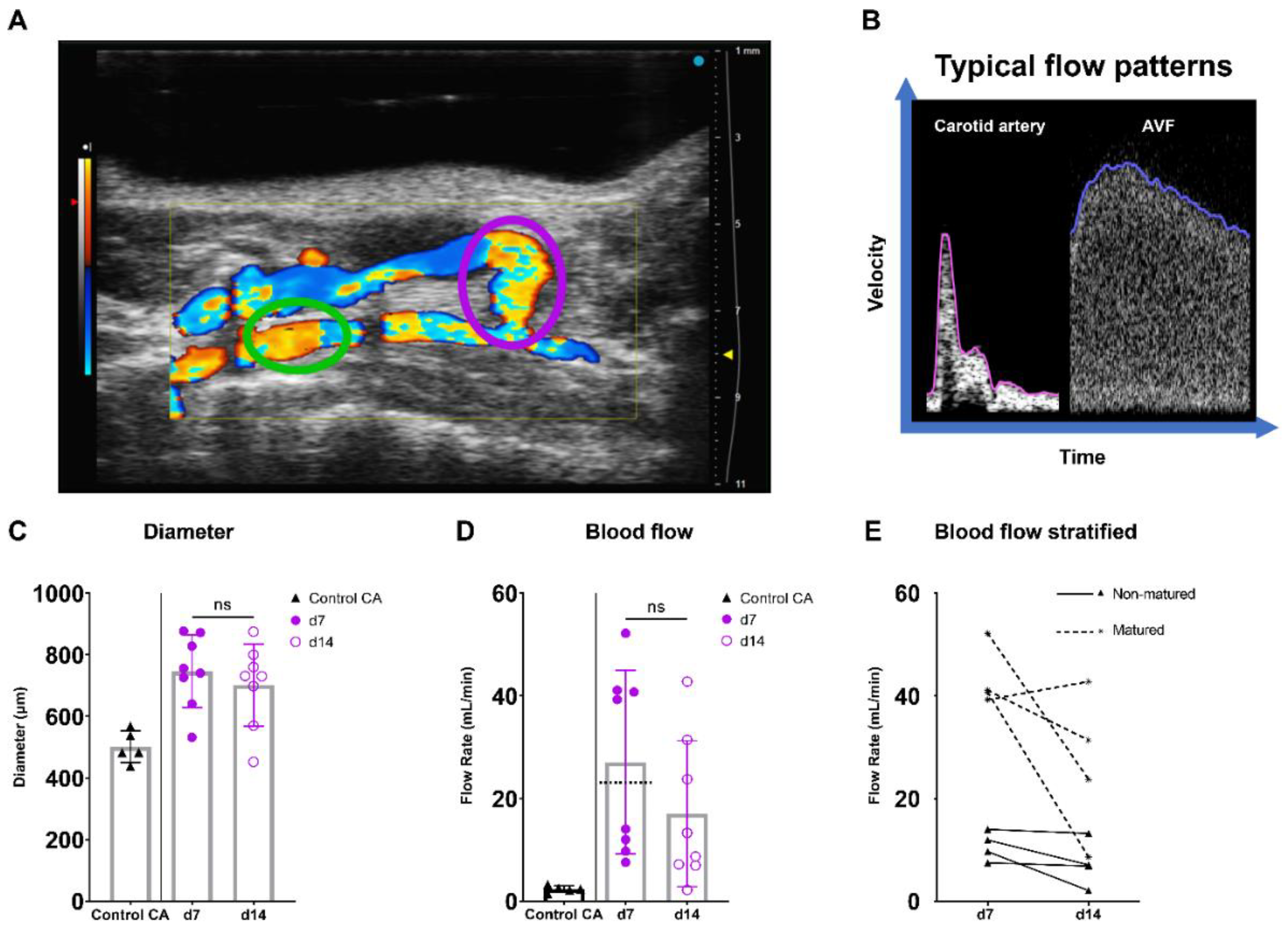 Ijms 23 13298 g005 Ijms 23 13298 g005