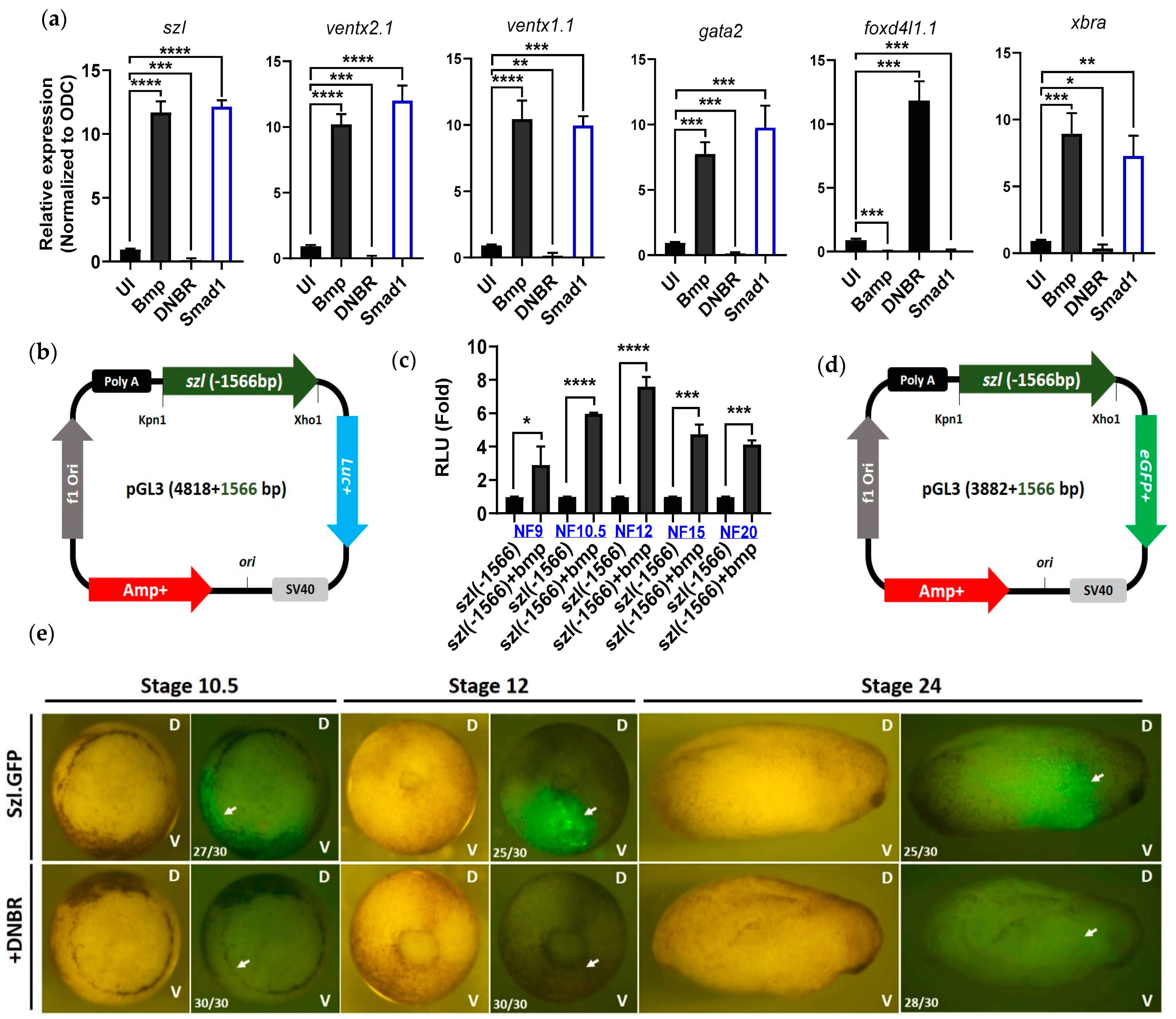 Ijms 23 13335 g001 Ijms 23 13335 g001