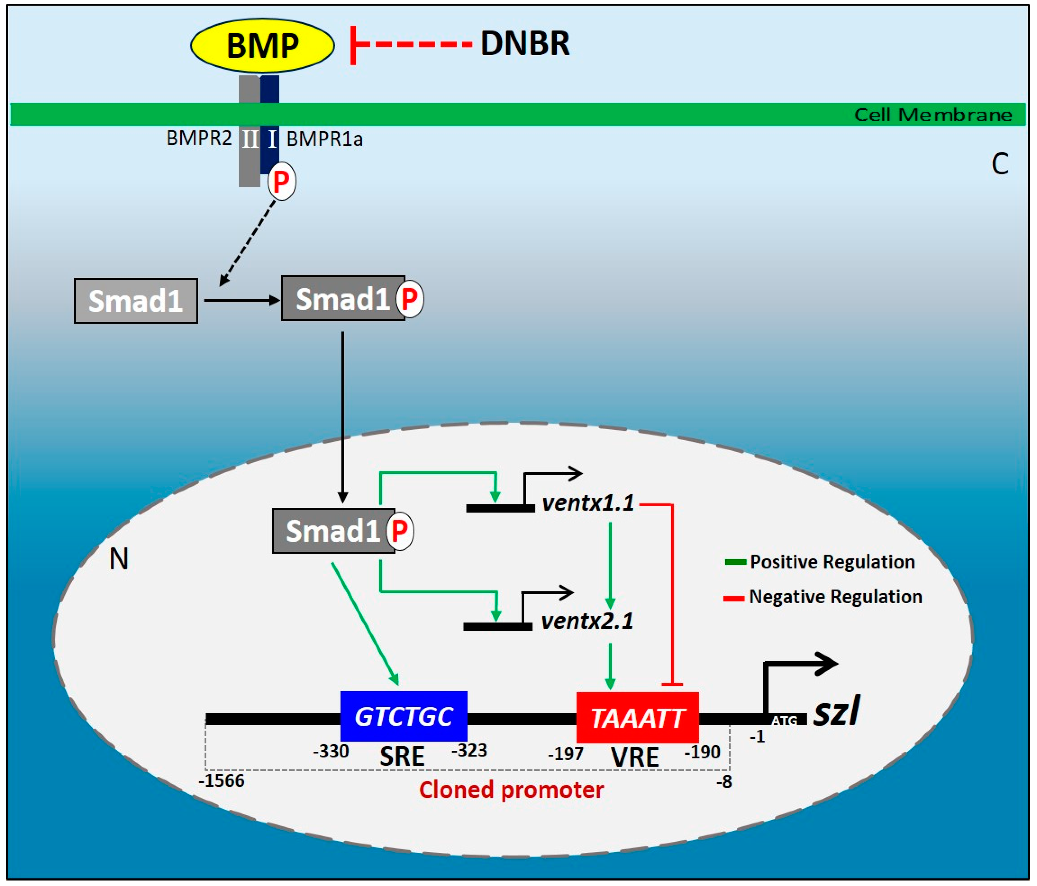 Ijms 23 13335 g006 Ijms 23 13335 g006