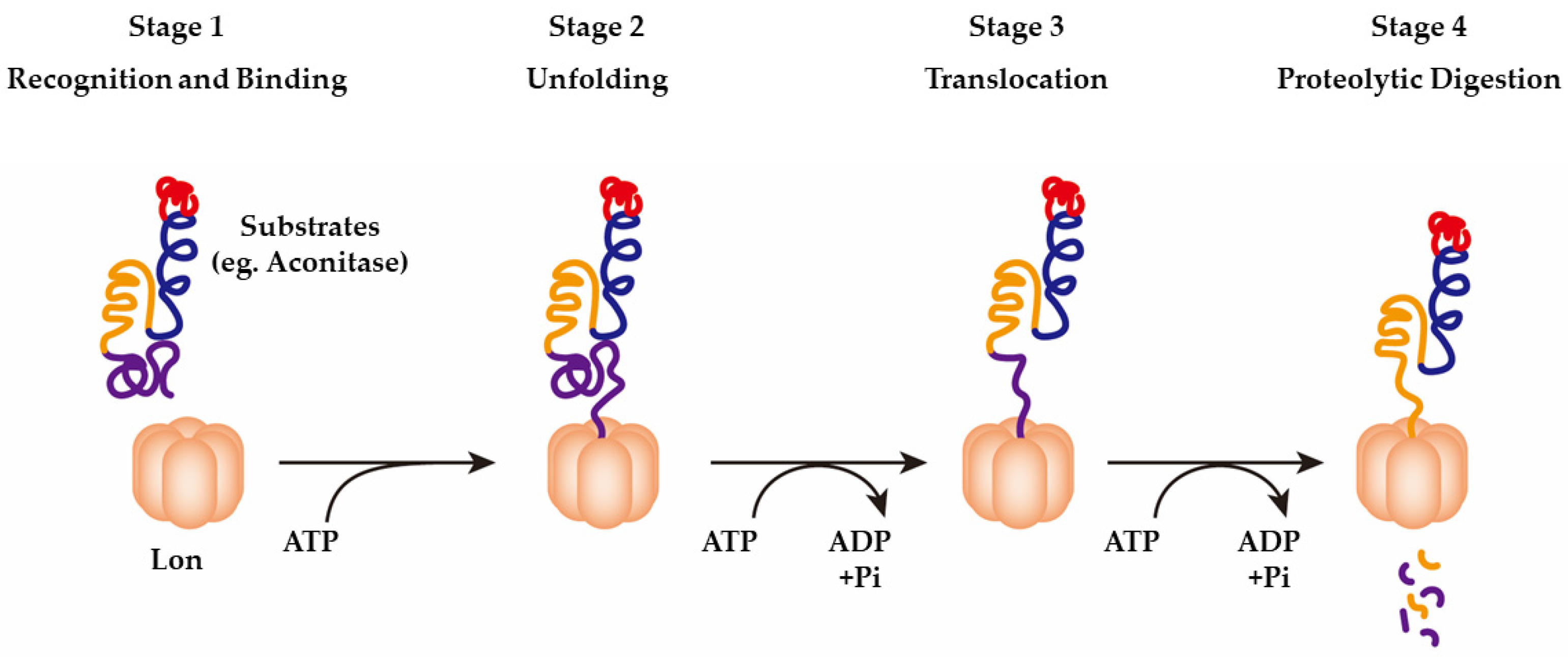 Ijms 23 13370 g003 Ijms 23 13370 g003