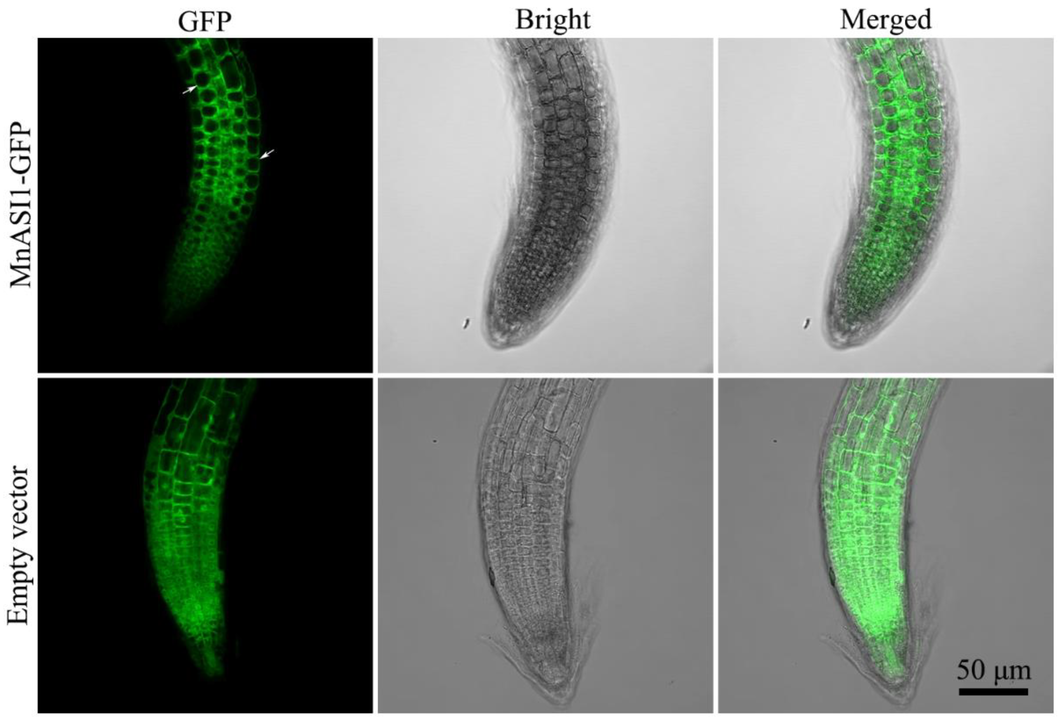 Ijms 23 13372 g004 Ijms 23 13372 g004