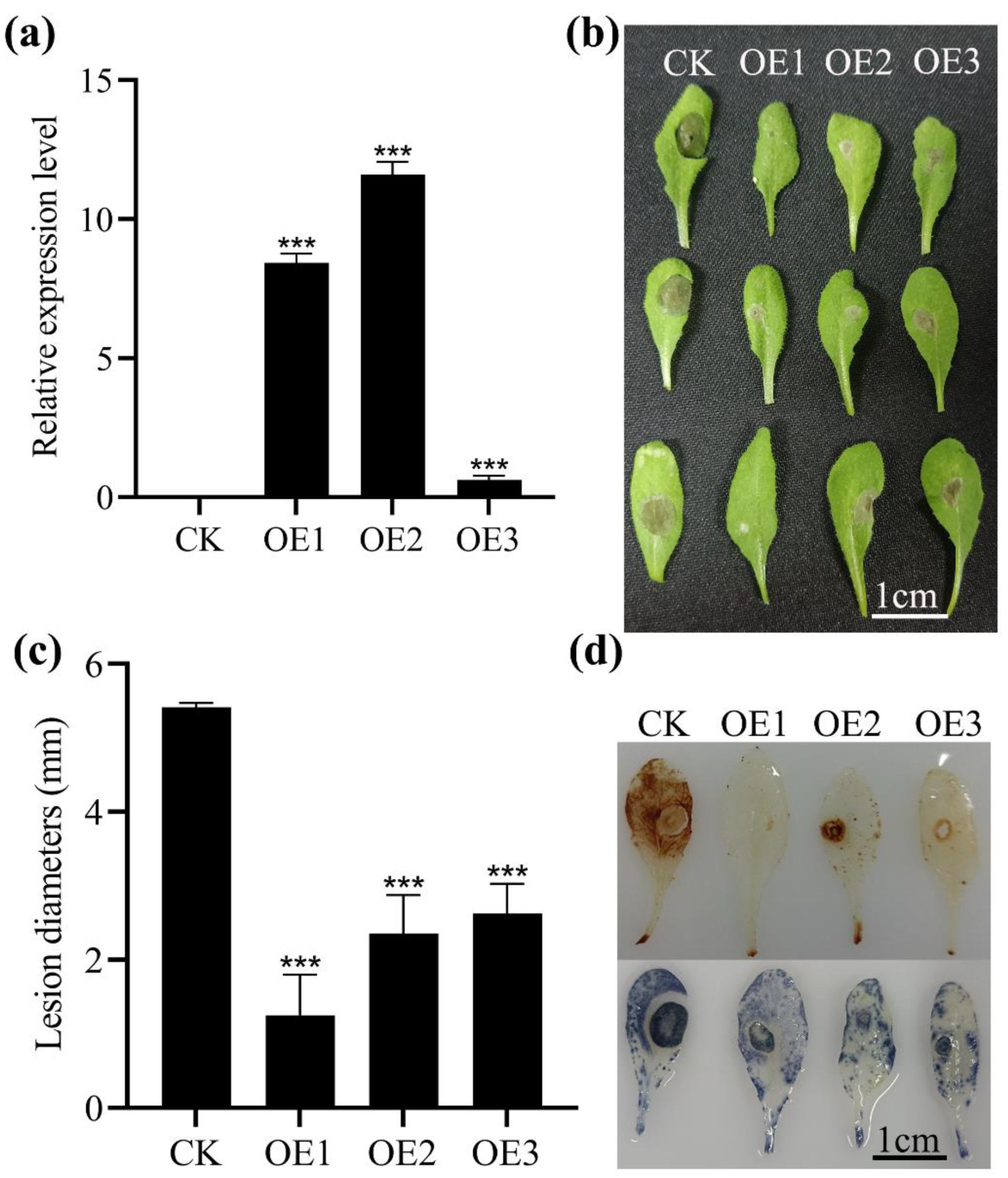 Ijms 23 13372 g005 Ijms 23 13372 g005