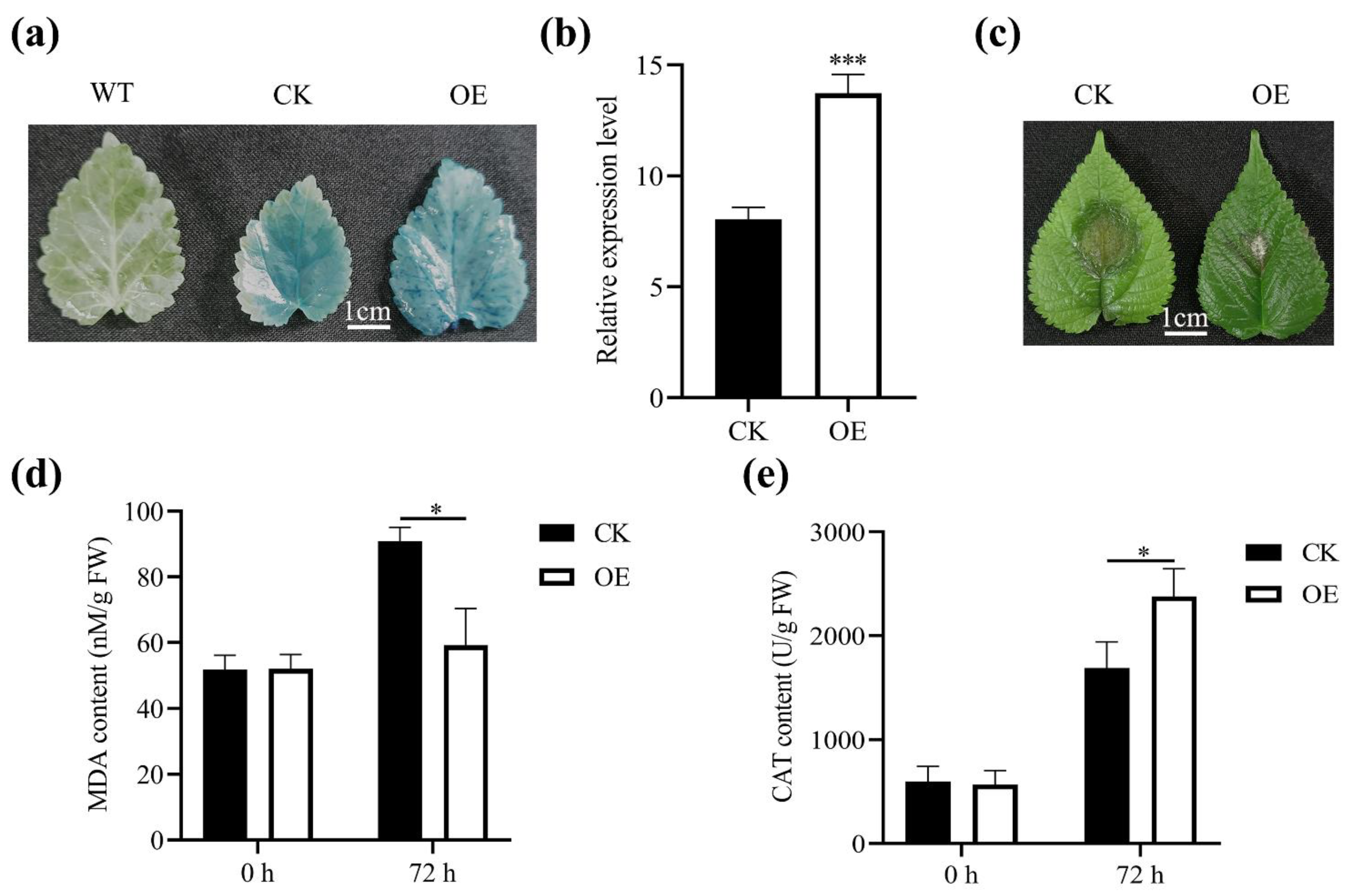 Ijms 23 13372 g007 Ijms 23 13372 g007