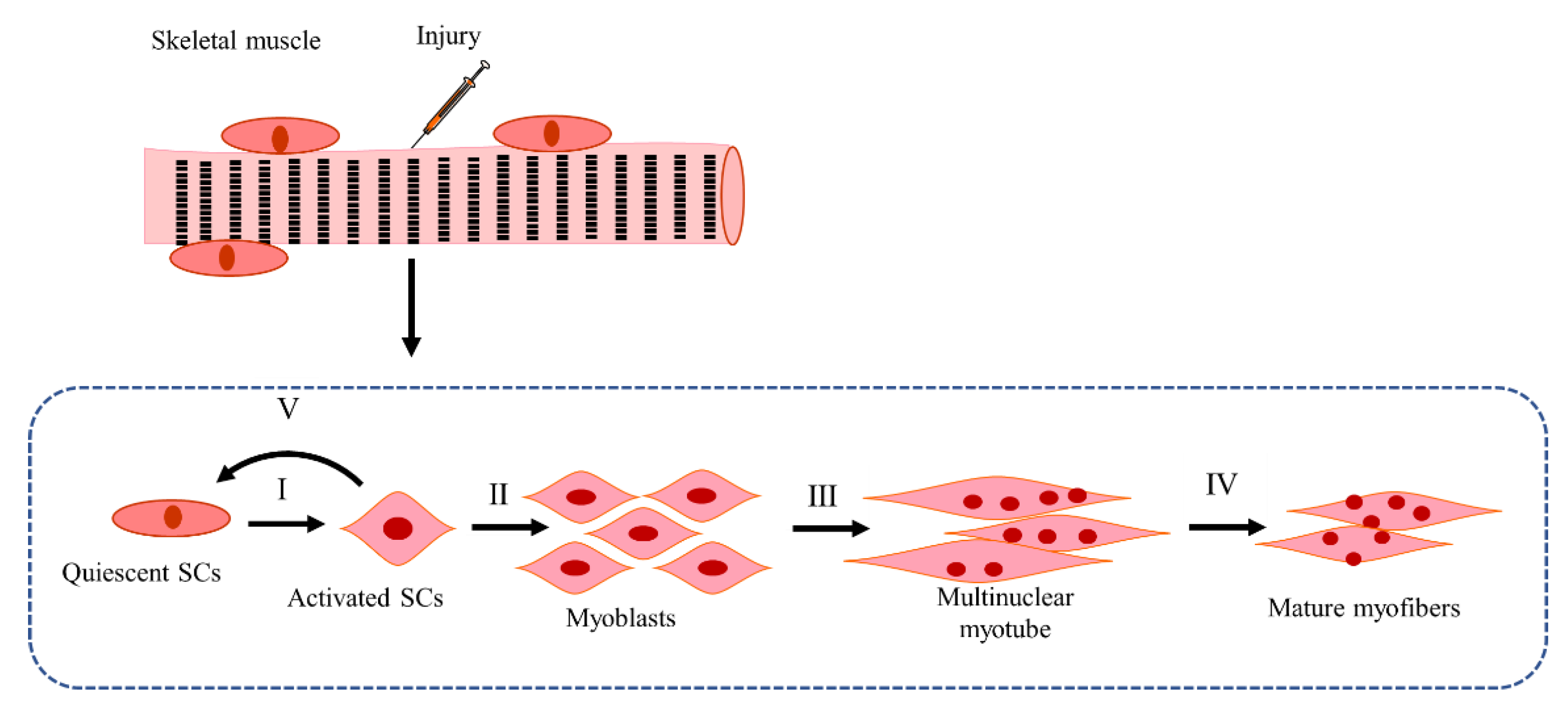 Ijms 23 13380 g002 Ijms 23 13380 g002