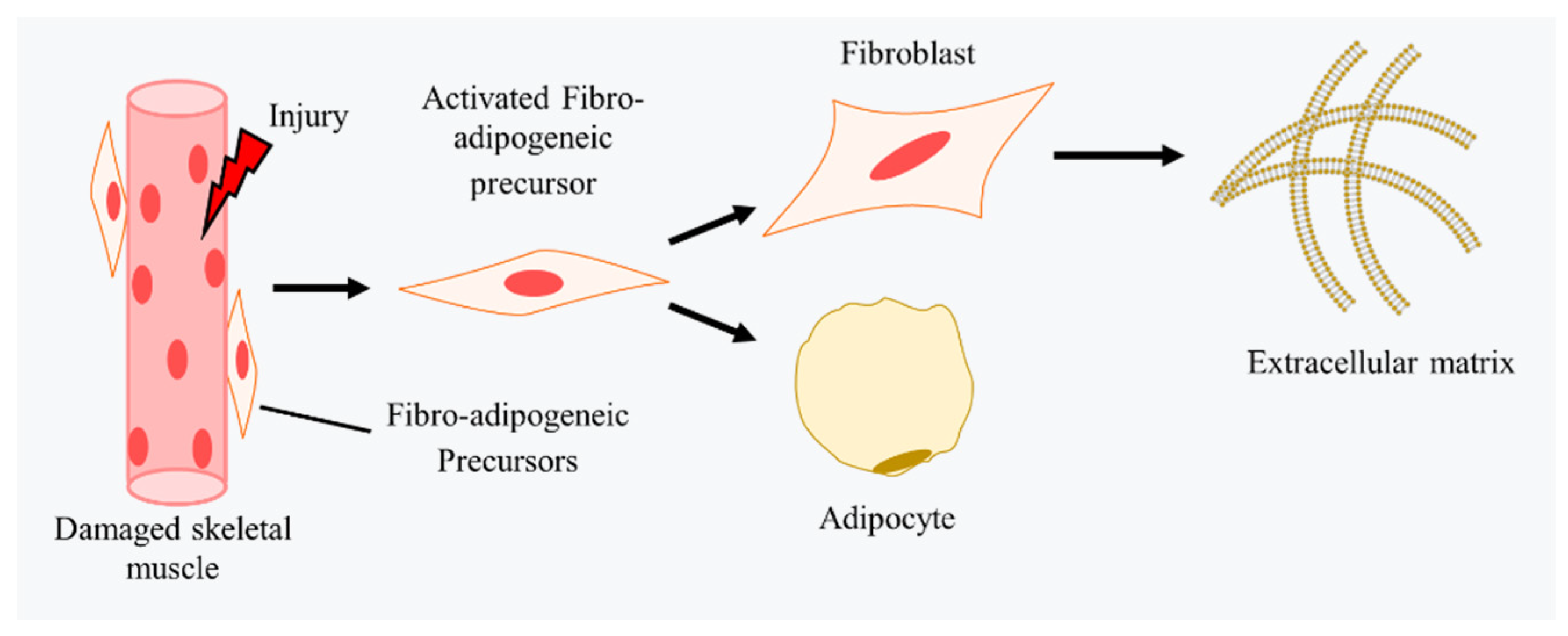 Ijms 23 13380 g003 Ijms 23 13380 g003