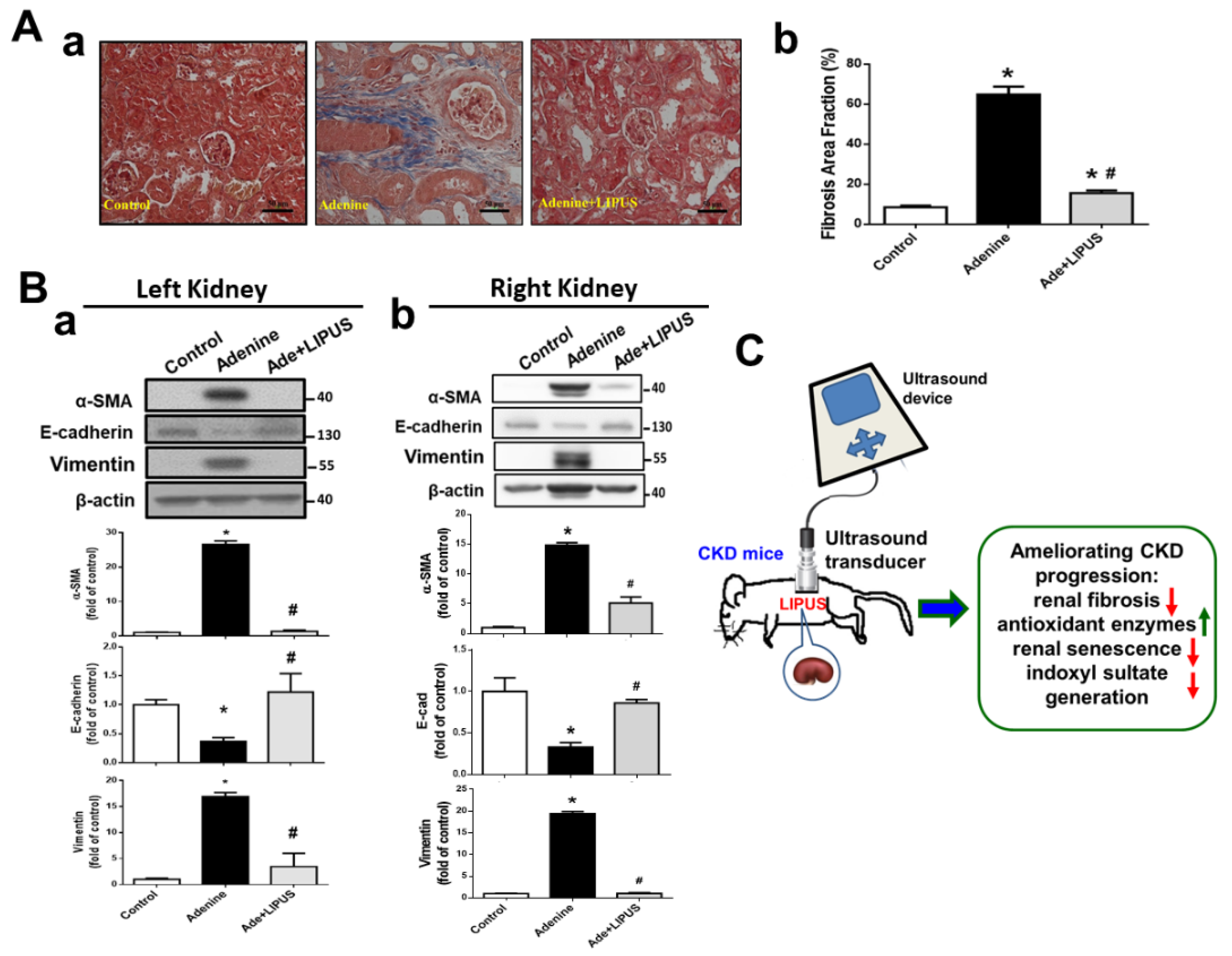 Ijms 23 13387 g007 Ijms 23 13387 g007