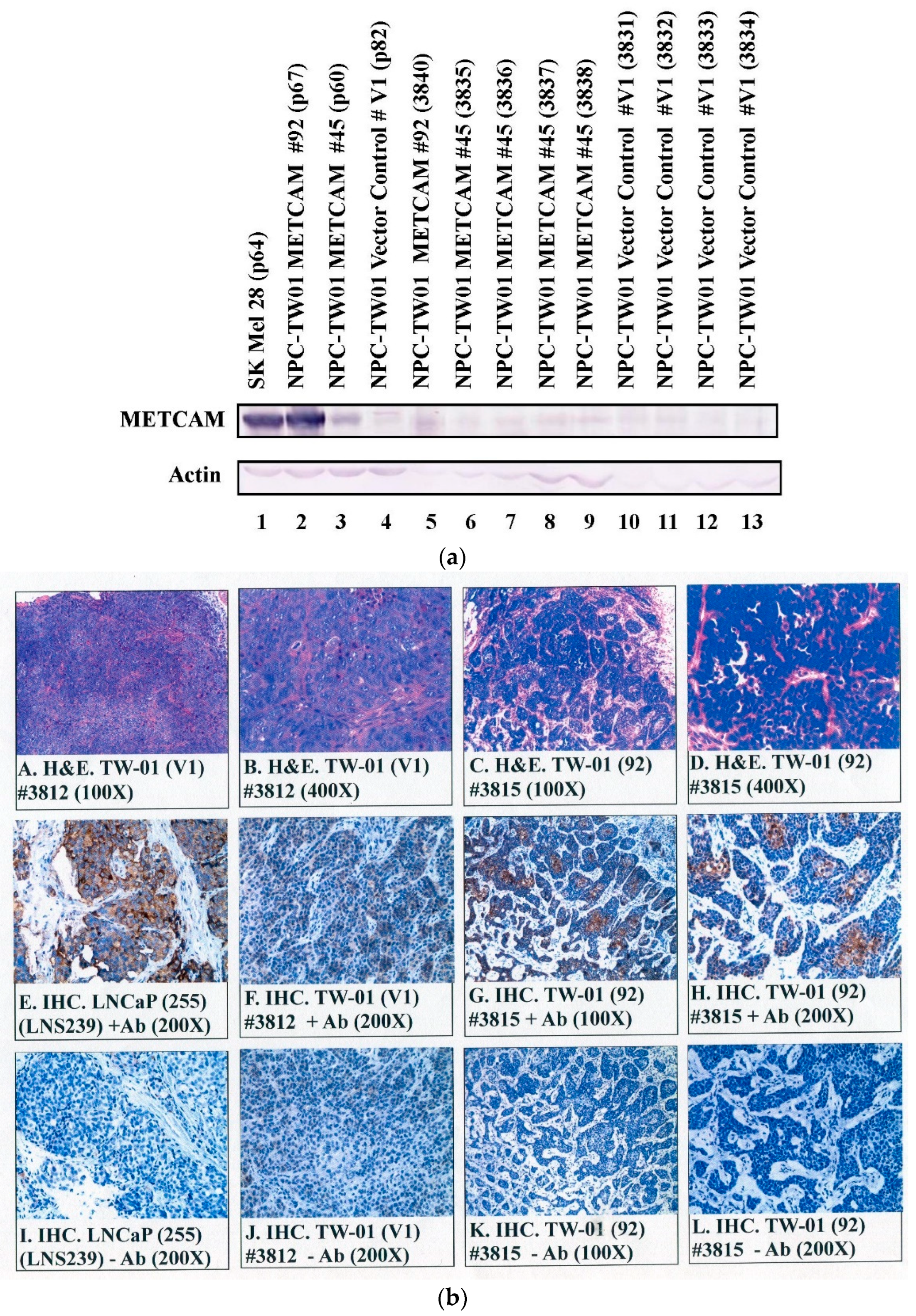 Ijms 23 13389 g006 Ijms 23 13389 g006