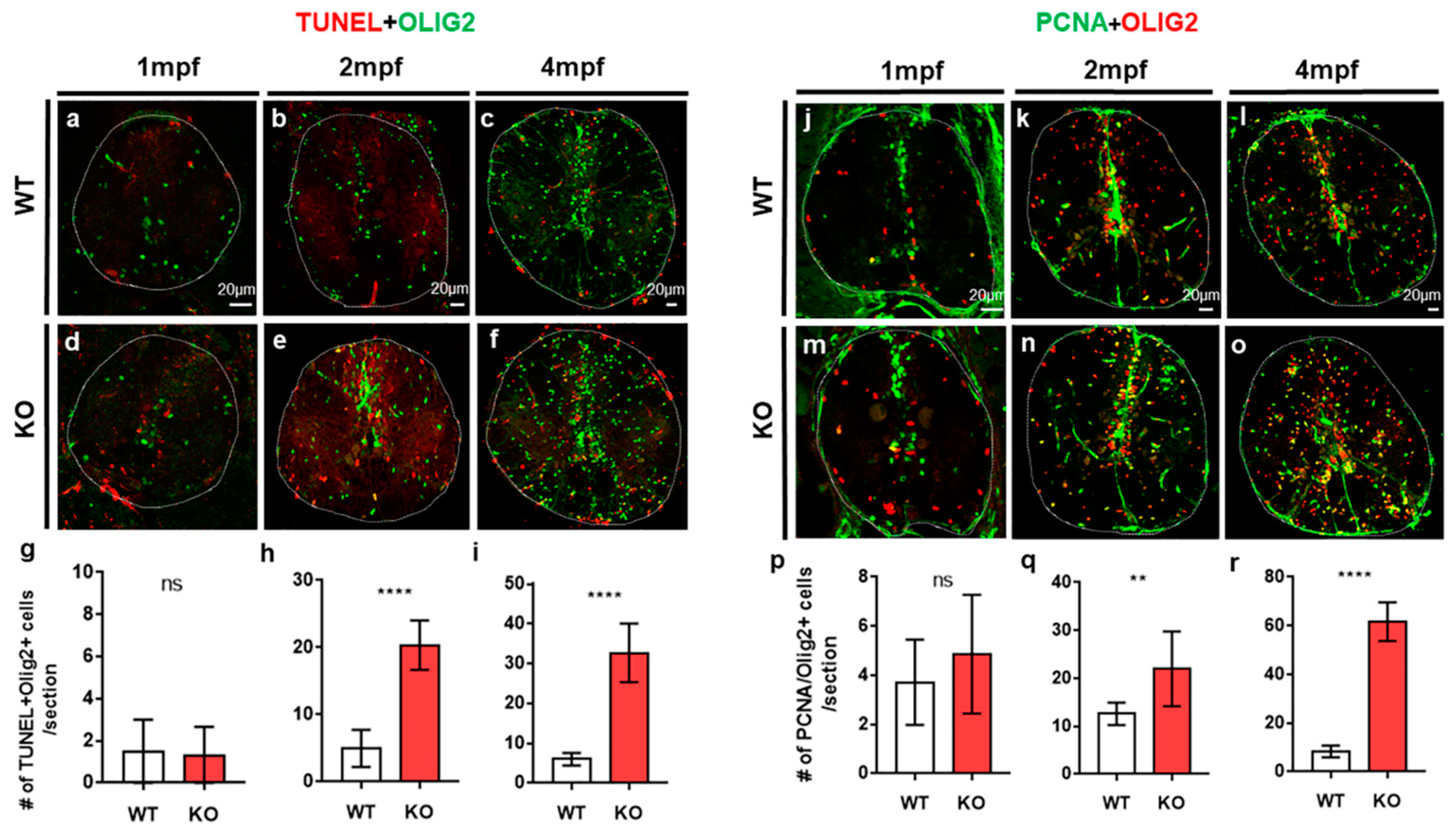 Ijms 23 13395 g003 Ijms 23 13395 g003