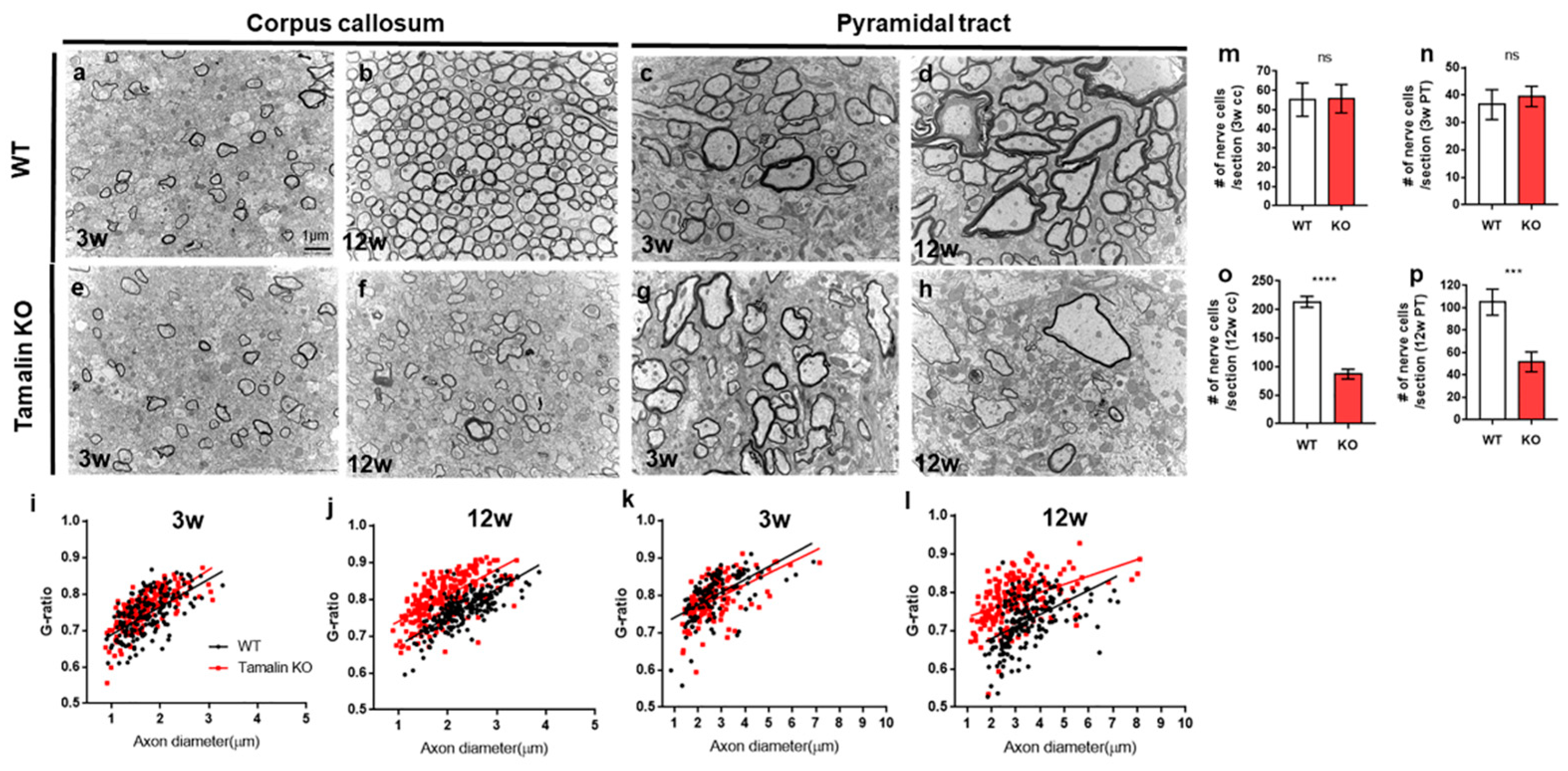 Ijms 23 13395 g005 Ijms 23 13395 g005