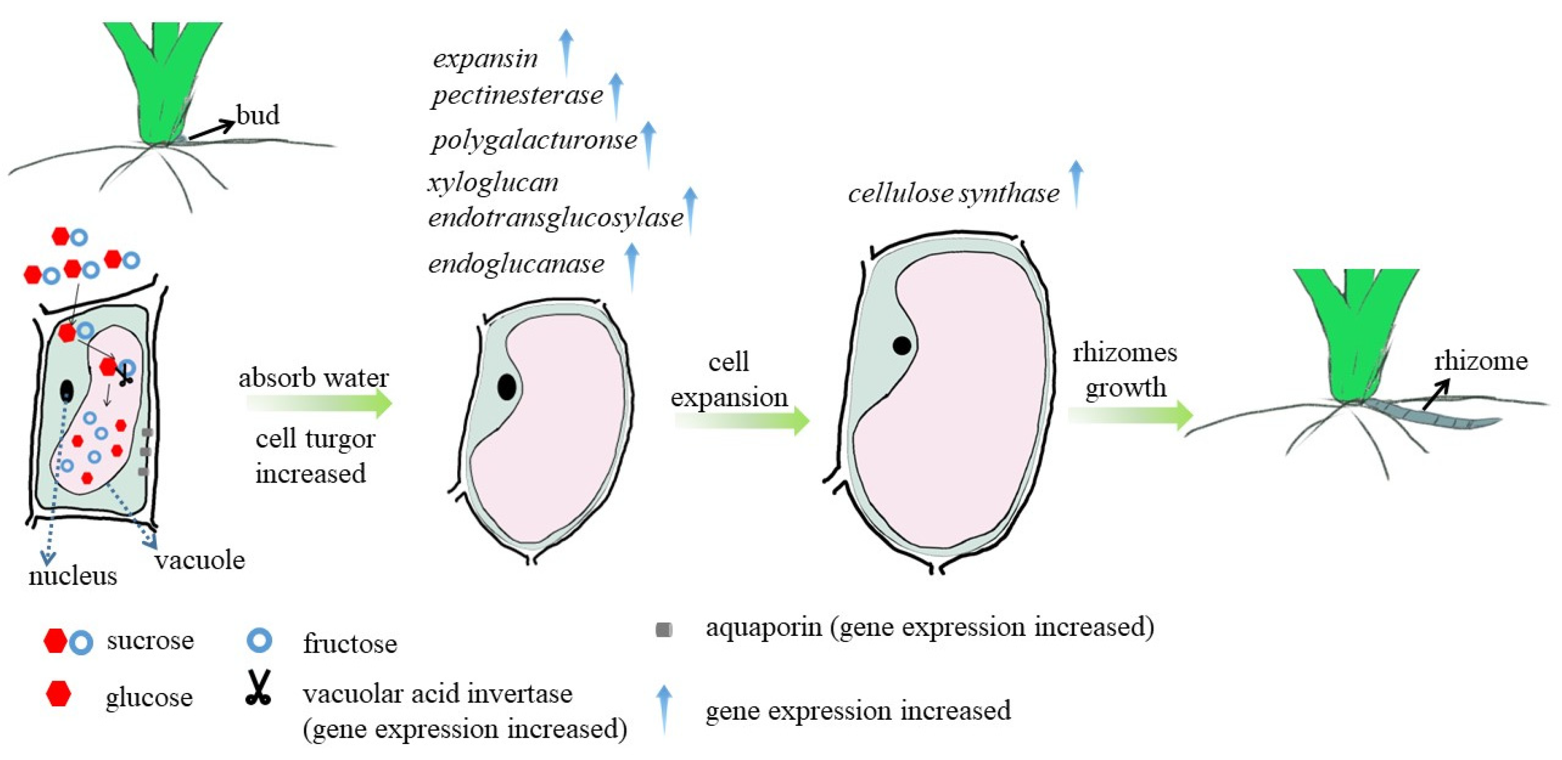 Ijms 23 13396 g009 Ijms 23 13396 g009