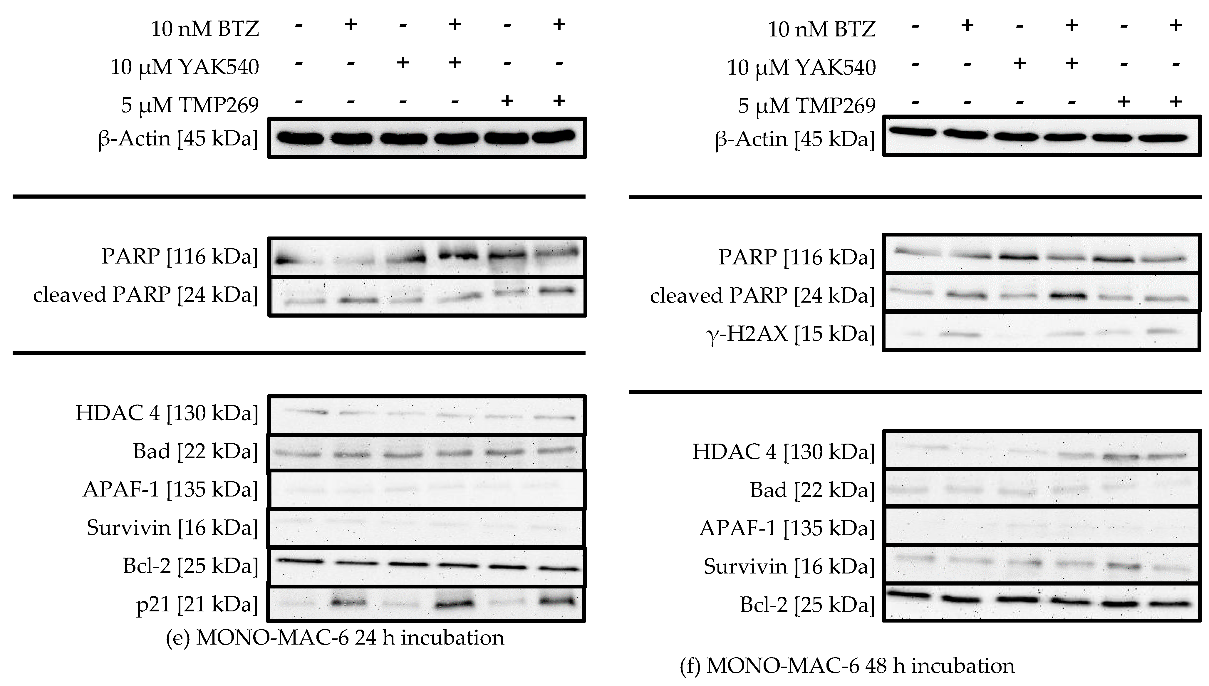 Ijms 23 13398 g008b Ijms 23 13398 g008b