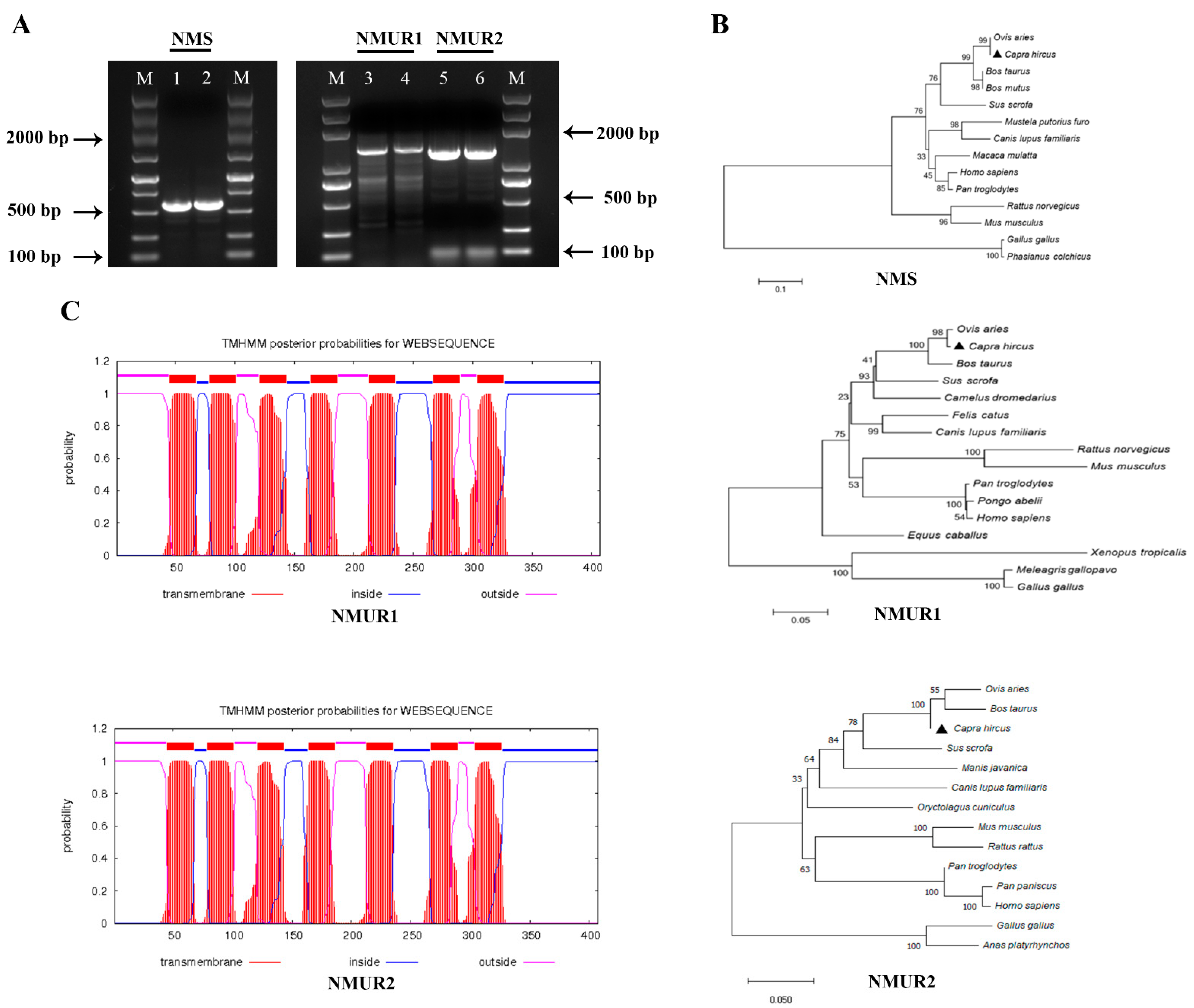 IJMS Free Full-Text Neuromedin S Regulates Steroidogenesis through Maintaining Mitochondrial Morphology and Function via NMUR2 in Goat Ovarian Granulosa Cells pic