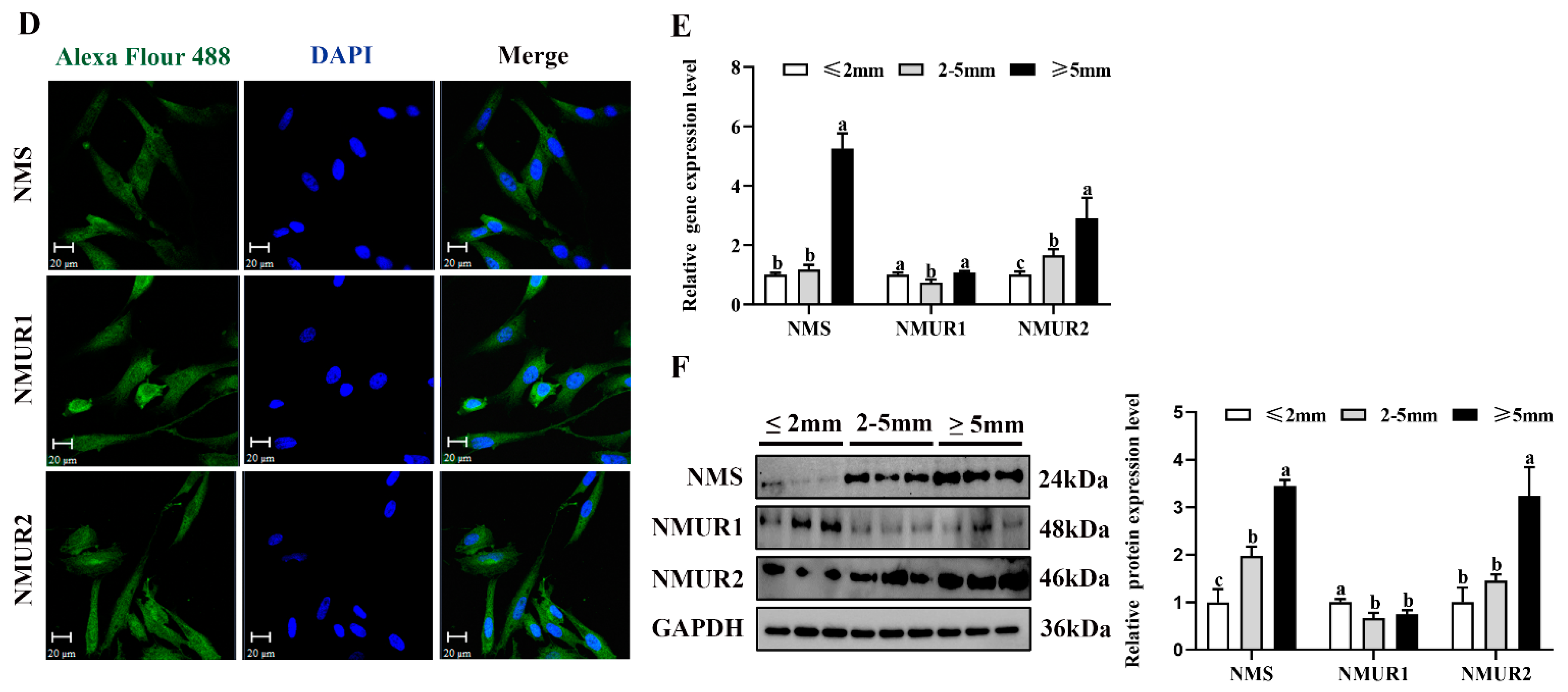 Ijms 23 13402 g002b Ijms 23 13402 g002b