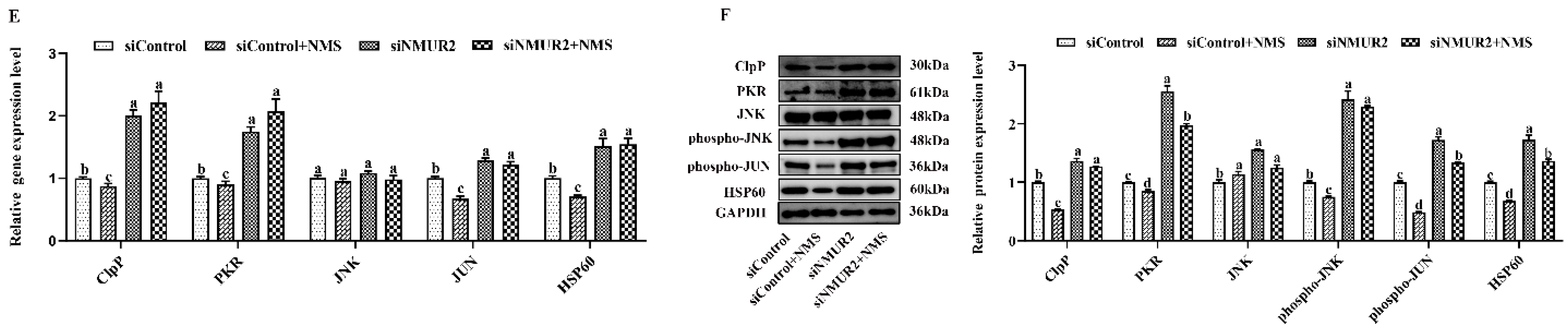 Ijms 23 13402 g005b Ijms 23 13402 g005b