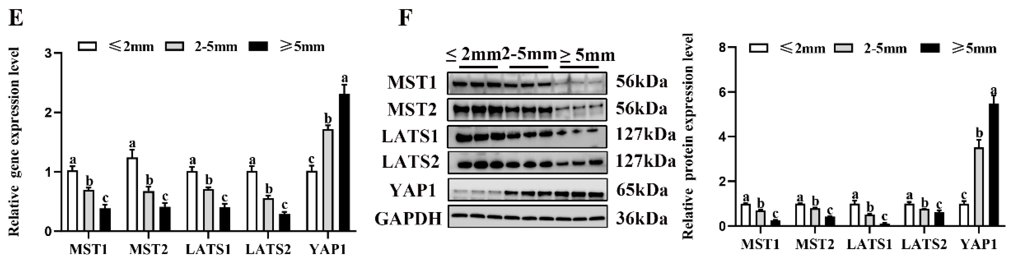 Ijms 23 13402 g006b Ijms 23 13402 g006b