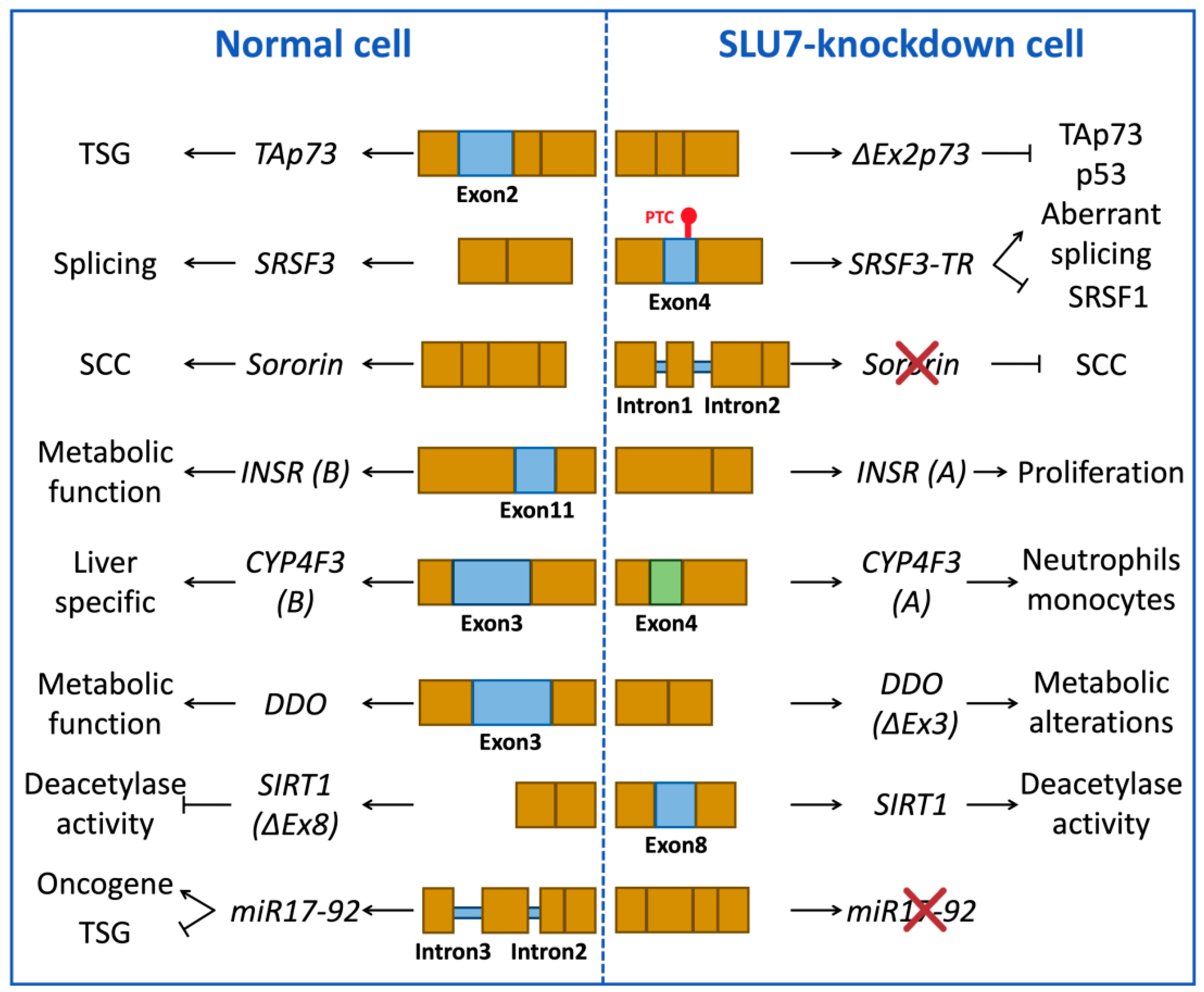 Ijms 23 13411 g003 Ijms 23 13411 g003