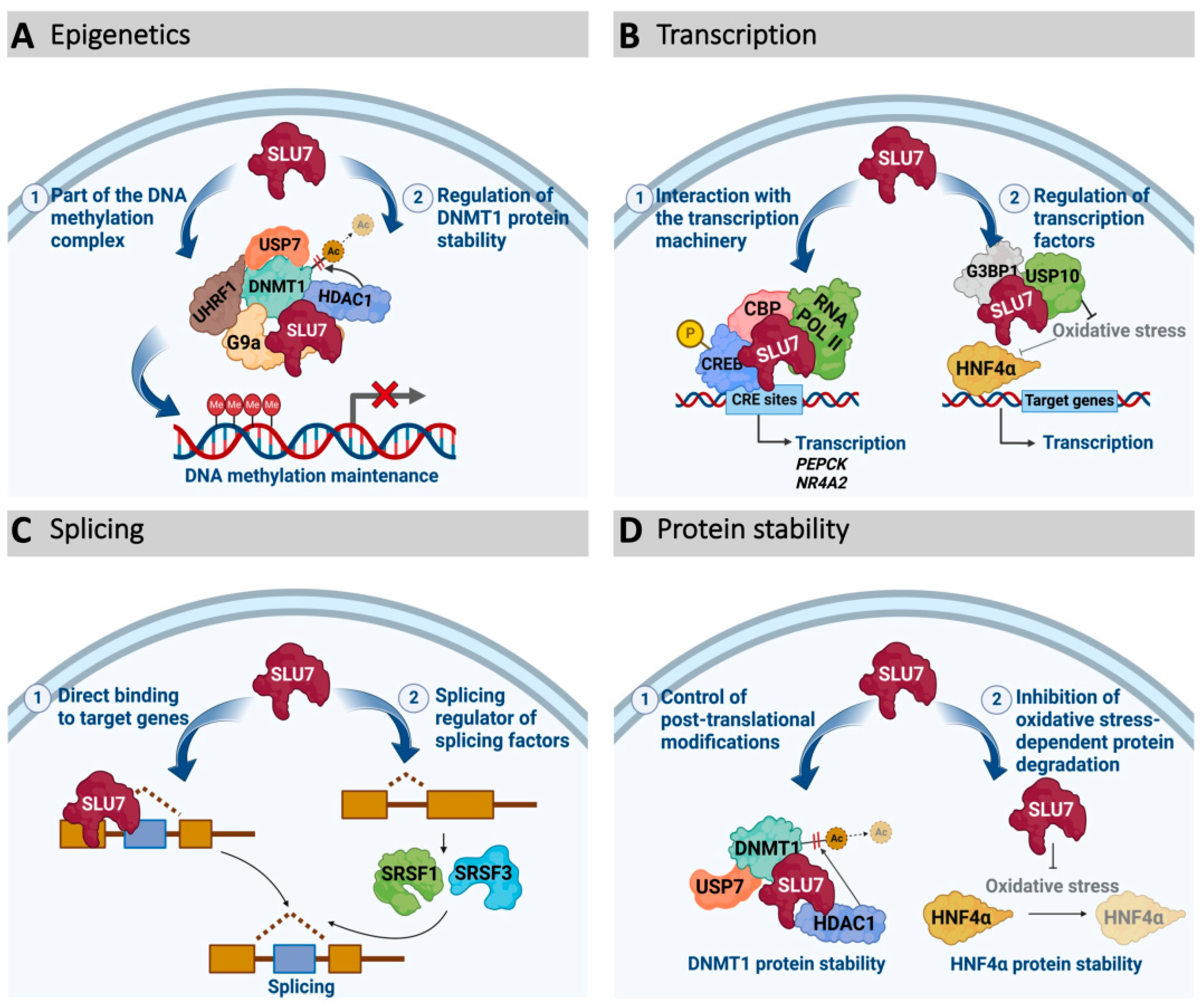 Ijms 23 13411 g004 Ijms 23 13411 g004