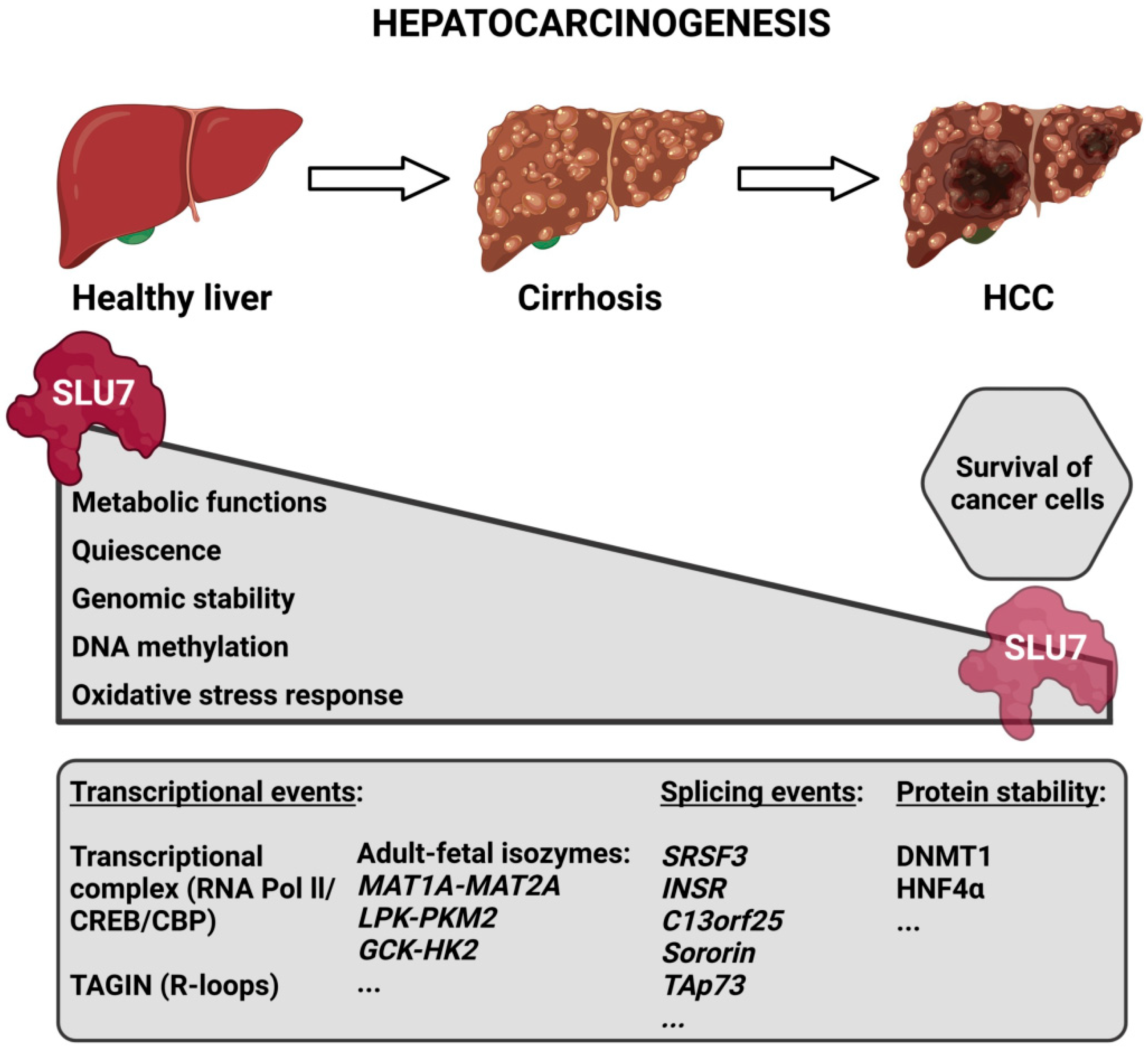 Ijms 23 13411 g005 Ijms 23 13411 g005
