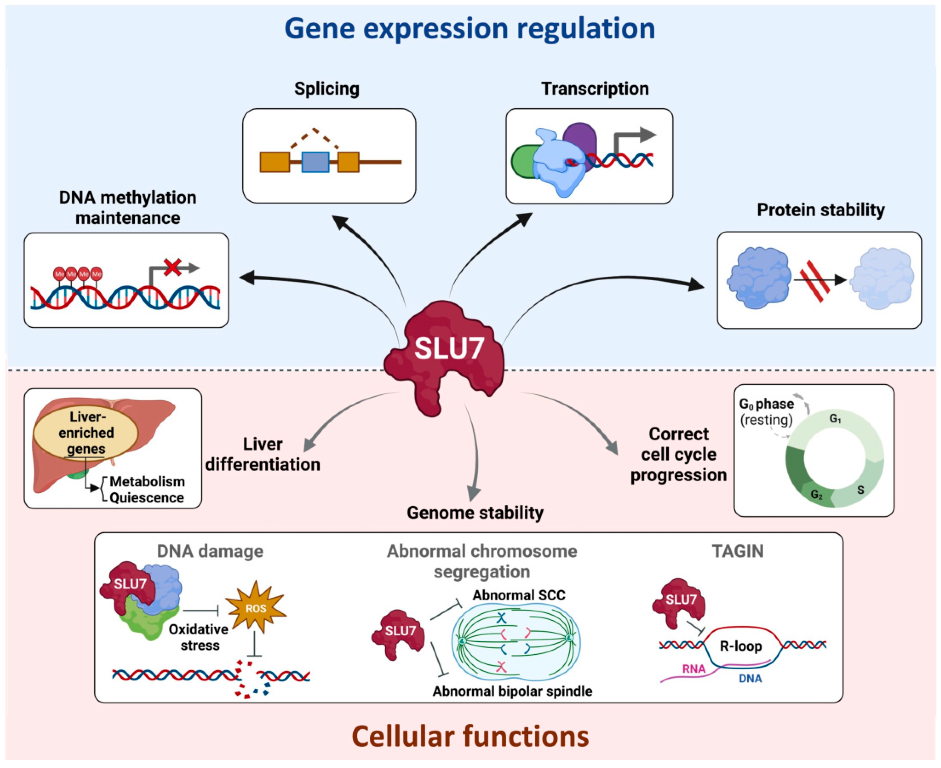 Ijms 23 13411 g006 Ijms 23 13411 g006