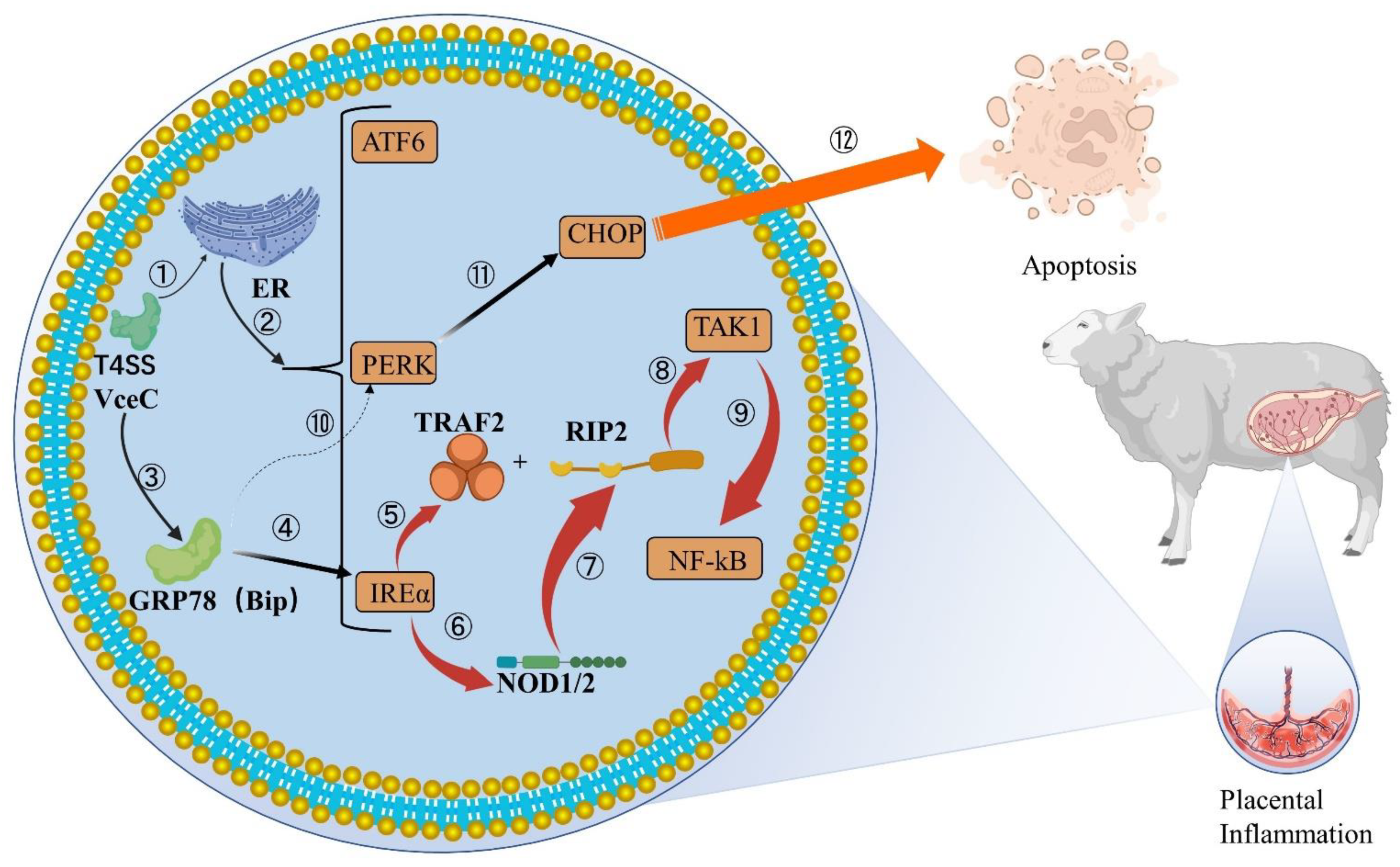 Cell and Tissue Tropism of Brucella spp.