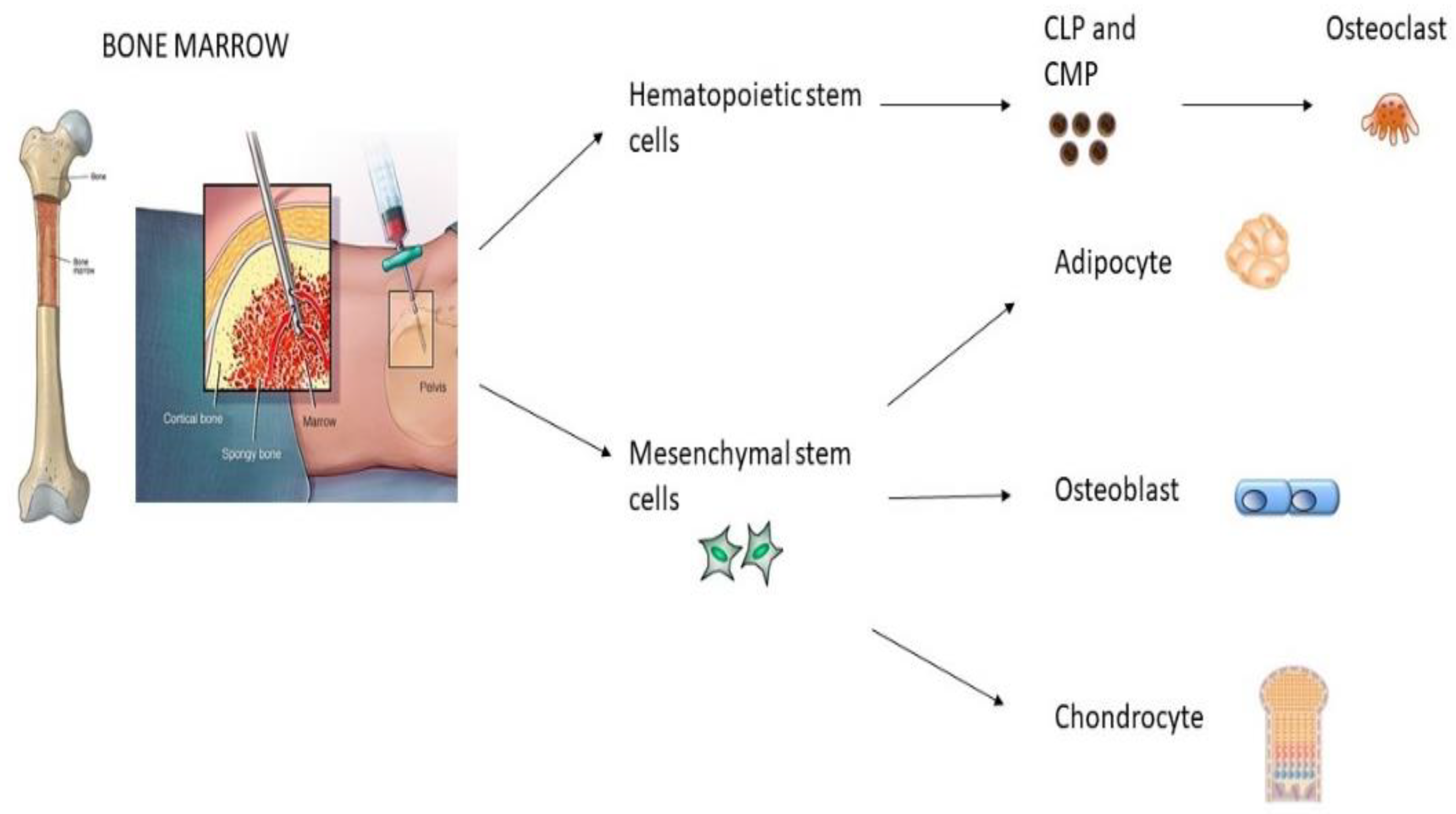 IJMS Free Full Text Impact Of Oral Mesenchymal Stem Cells civic-issue-blog-3-stem-cell-podcast-report-a-truth-universally