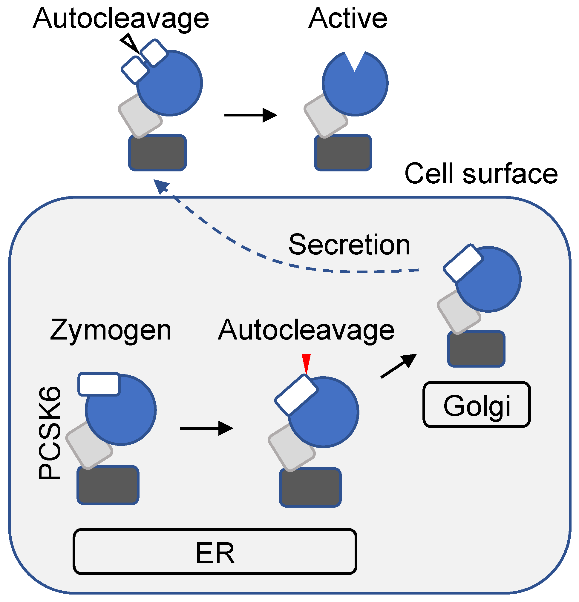 Ijms 23 13429 g002 Ijms 23 13429 g002