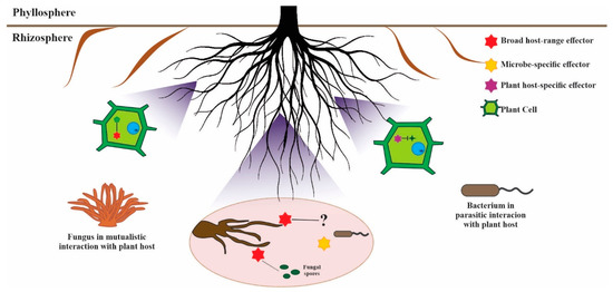 IJMS | Free Full-Text | Fungal Effectoromics: A World in Constant Evolution IJMS | Free Full-Text | Fungal Effectoromics: A World in Constant Evolution